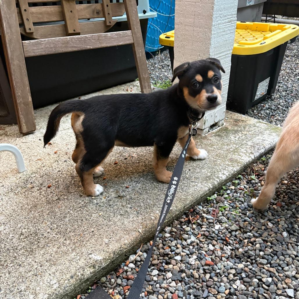 Lisa, a Adoptable mixed breed in Redmond, WA image 5/6