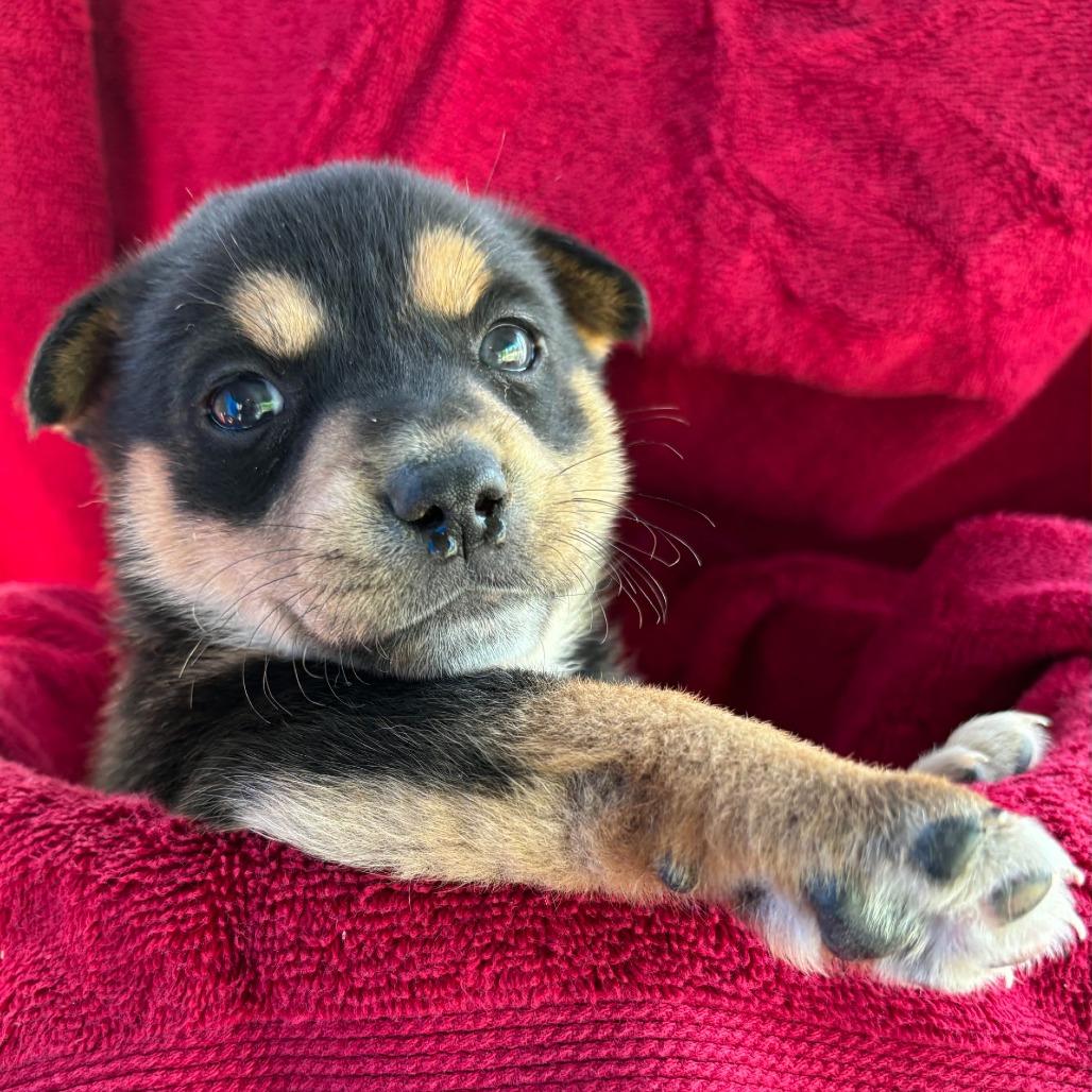 Lisa, a Adoptable mixed breed in Redmond, WA image 6/6