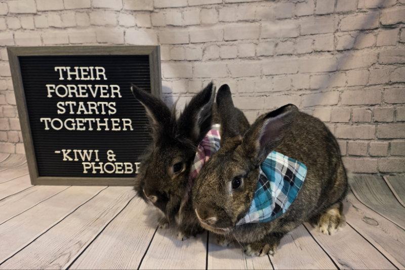 Enlarge Kiwi, a Adoptable Lionhead in Columbus, OH image 2/2