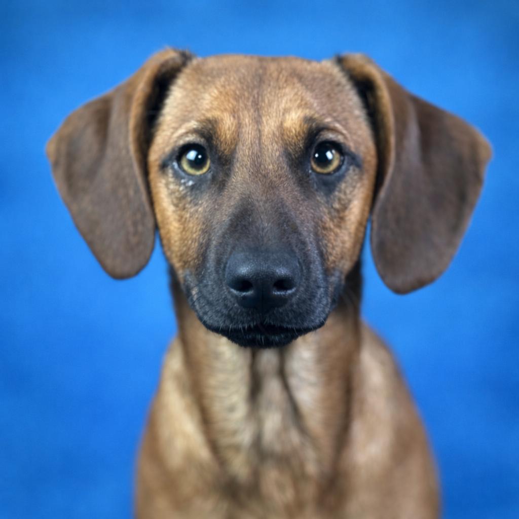 Twix — The Loyal Low‑Rider With a Big Heart and Big Feelings, a Adoptable mixed breed in Austin, TX image 6/6