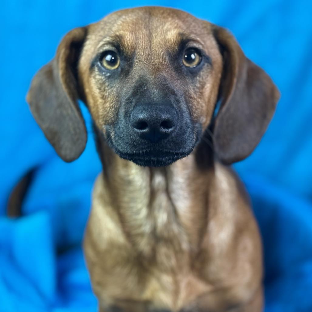 Twix — The Loyal Low‑Rider With a Big Heart and Big Feelings, a Adoptable mixed breed in Austin, TX image 5/6