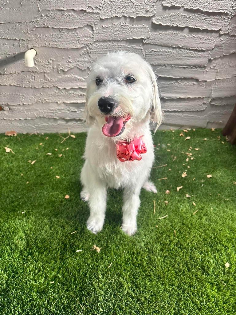 Enlarge Kisses, a Adopted mixed breed in Chino Valley, AZ image 1/3