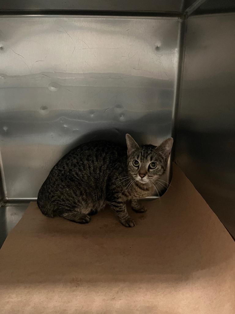 Shift, Adoptable, Young Female Domestic Short Hair.