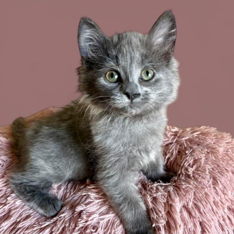 Cobb, Adopted, Kitten Male Domestic Medium Hair.