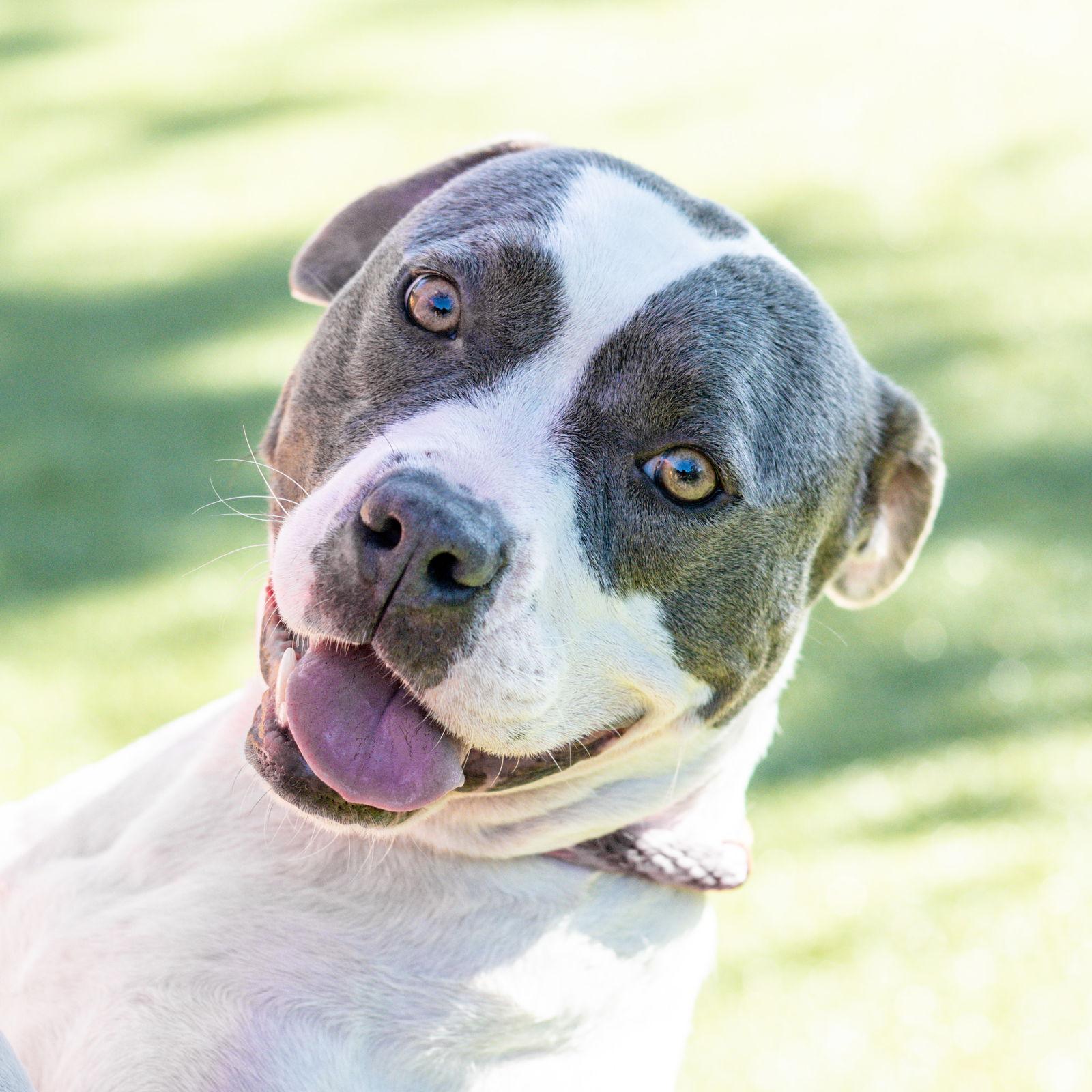 Elias, Adoptable, Adult Male Terrier.