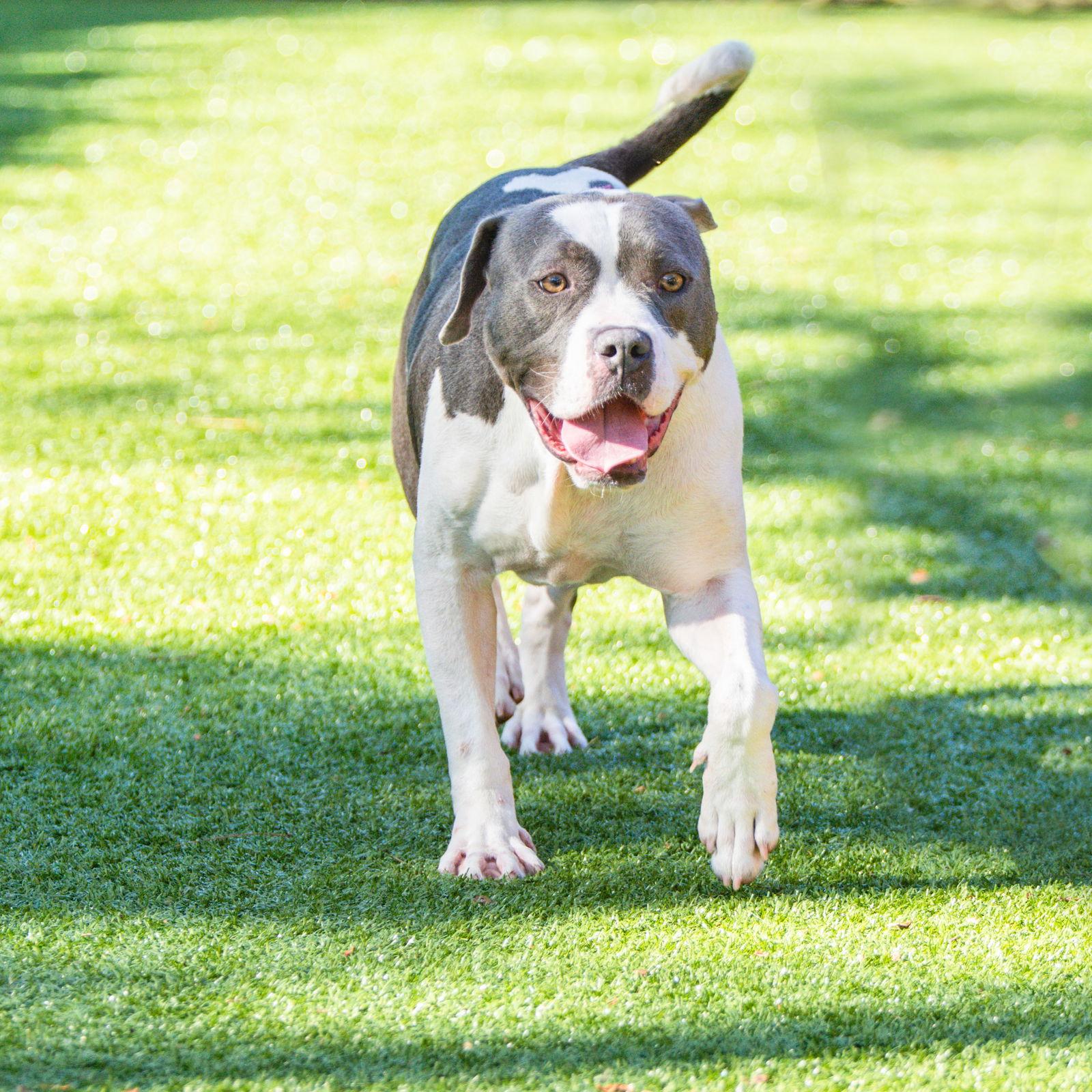Enlarge Elias, a Adoptable Terrier in Hilton Head Island, SC image 2/2