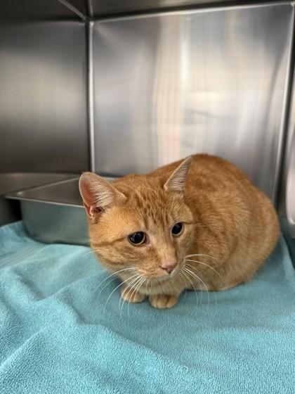 Sweet Potato, Adoptable, Adult Female Domestic Short Hair & Domestic Short Hair.