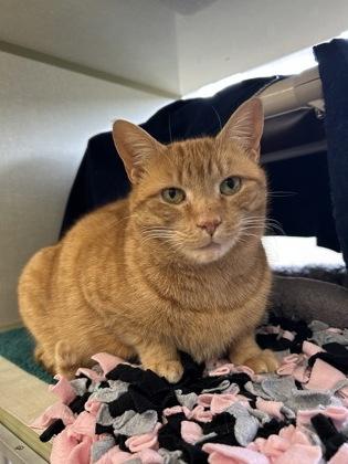 Sweet Potato, Adoptable, Adult Female Domestic Short Hair & Domestic Short Hair.
