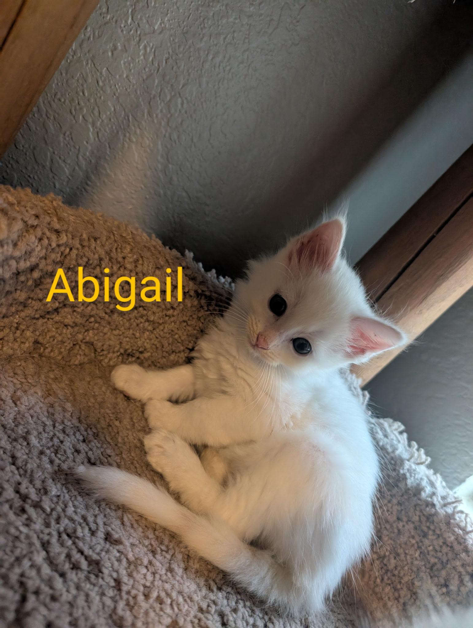 Abigail