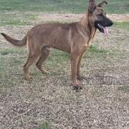 Enlarge TJ - TRANSPORT AVAILABLE, a Adoptable mixed breed in Grove City, PA image 3/6
