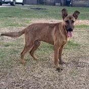 Enlarge TJ - TRANSPORT AVAILABLE, a Adoptable mixed breed in Grove City, PA image 2/6