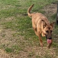 Enlarge TJ - TRANSPORT AVAILABLE, a Adoptable mixed breed in Grove City, PA image 4/6