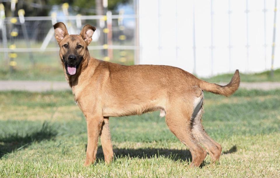 TJ - TRANSPORT AVAILABLE, Adoptable, Young Male Belgian Shepherd / Malinois.