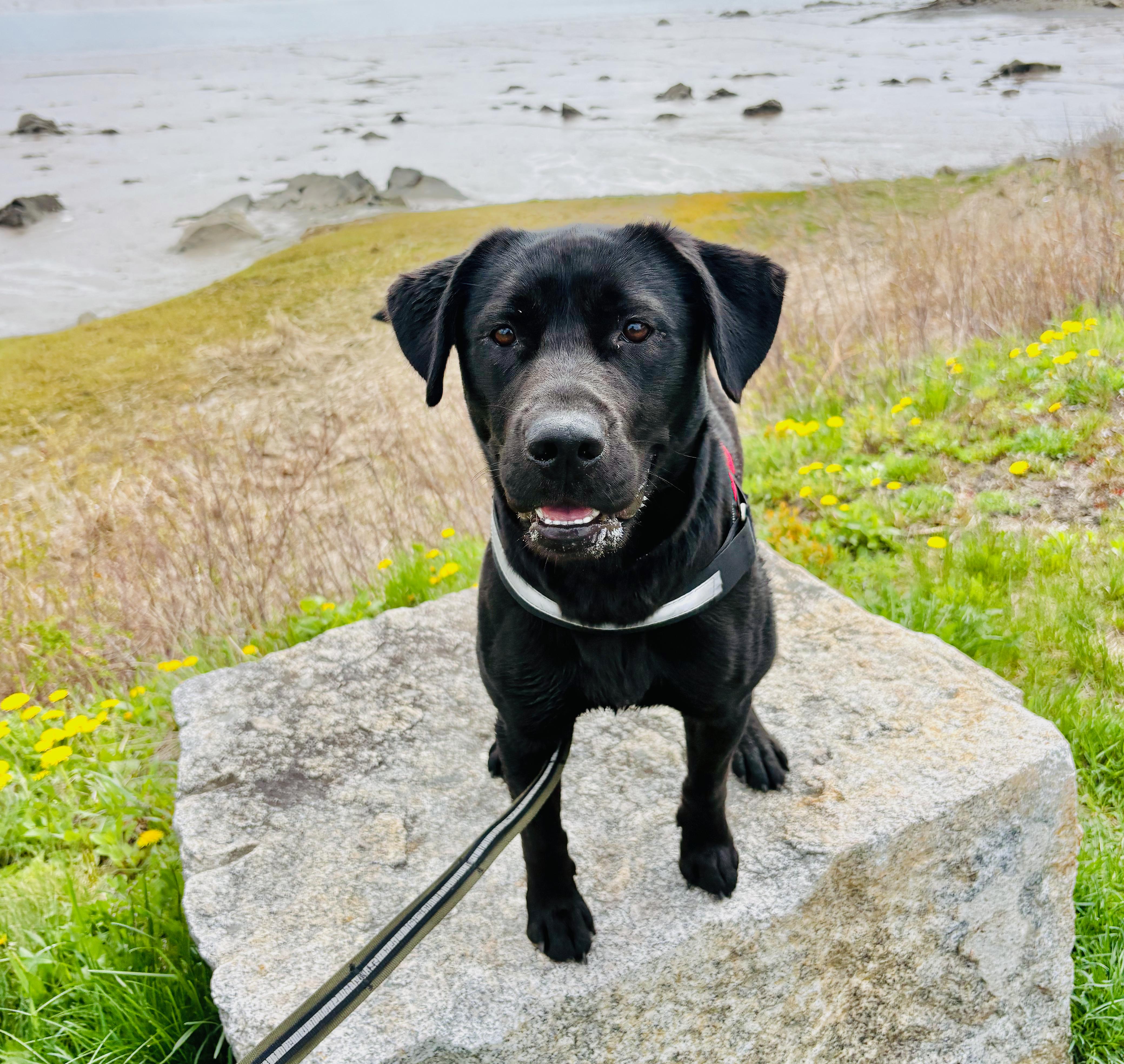 Enlarge Emmy, an adopted mixed breed in St Stephen, NB image 3/3