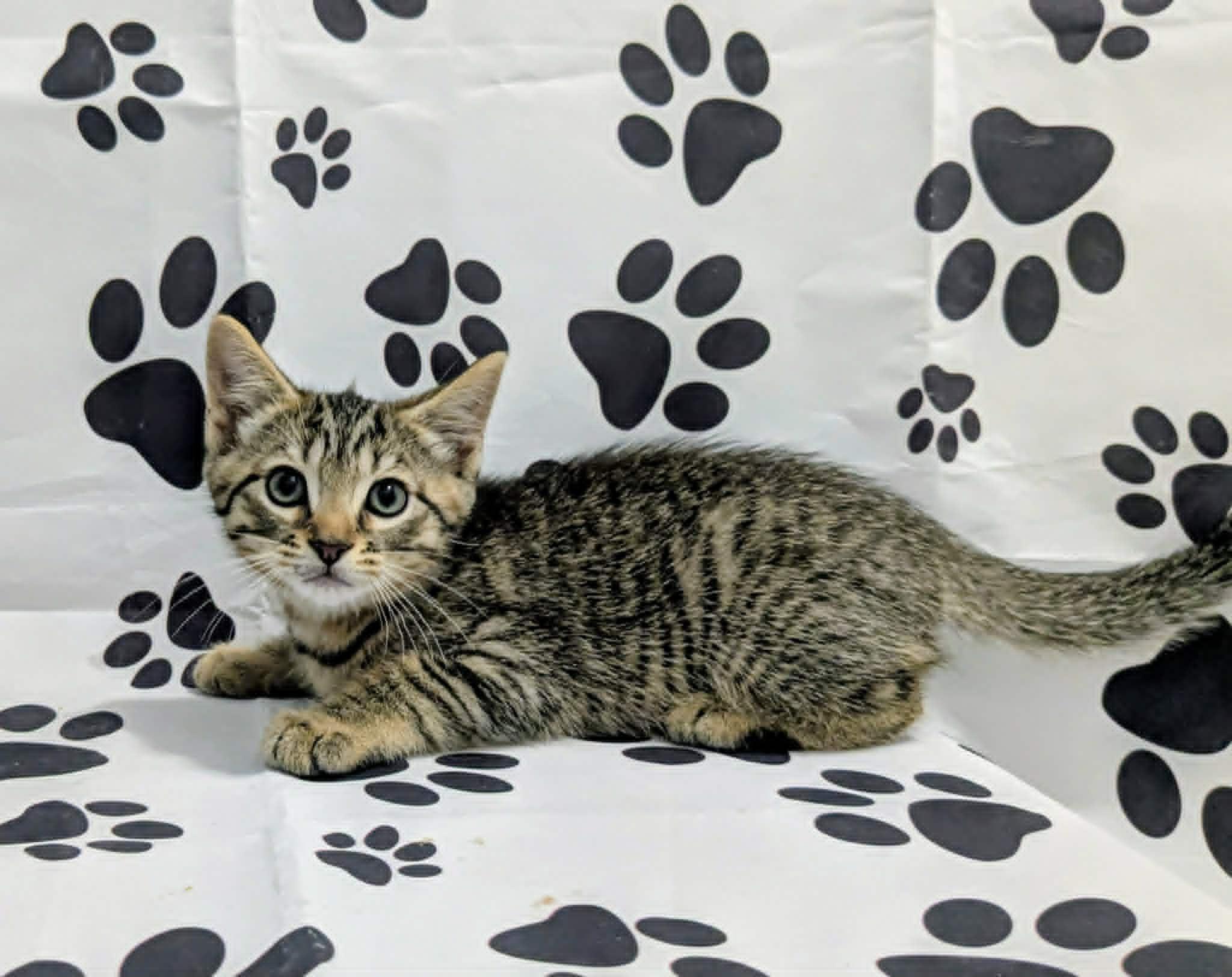 Enlarge Creek, an adopted Domestic Short Hair in Chesapeake Beach, MD image 2/3