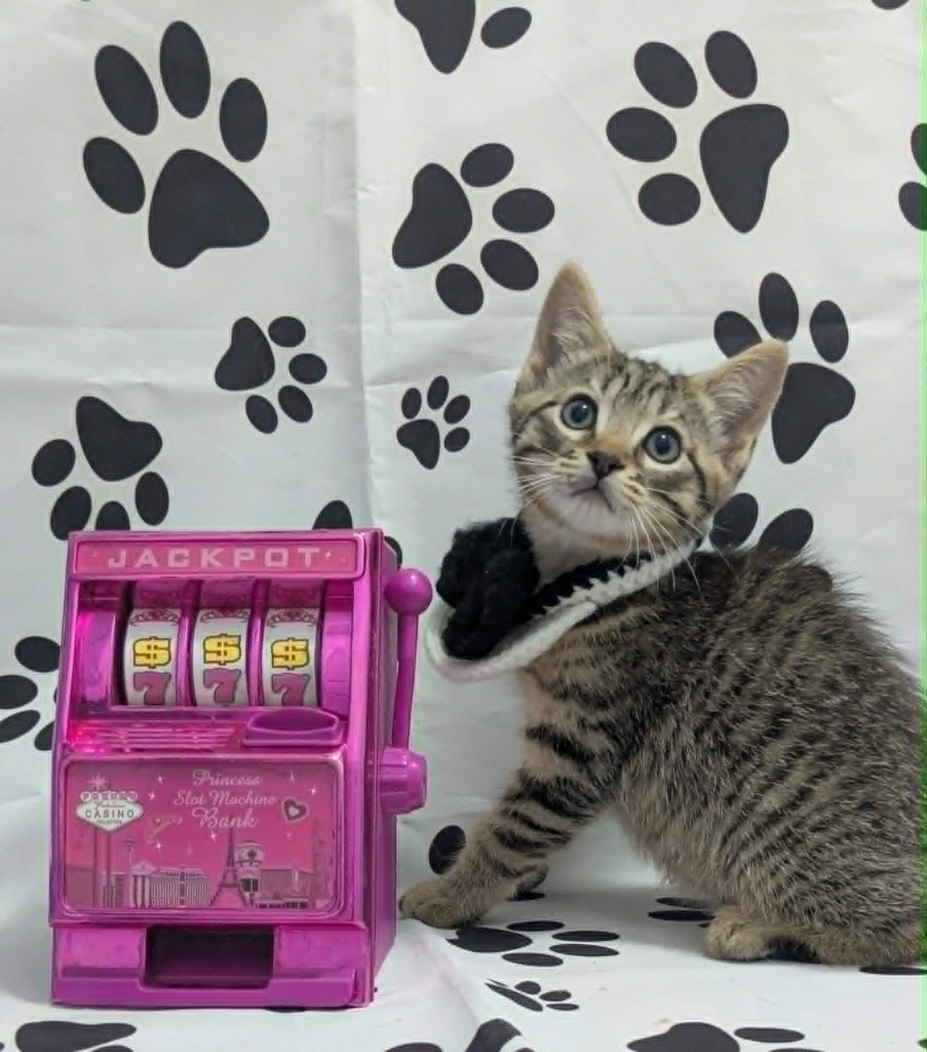 Enlarge Creek, an adopted Domestic Short Hair in Chesapeake Beach, MD image 3/3