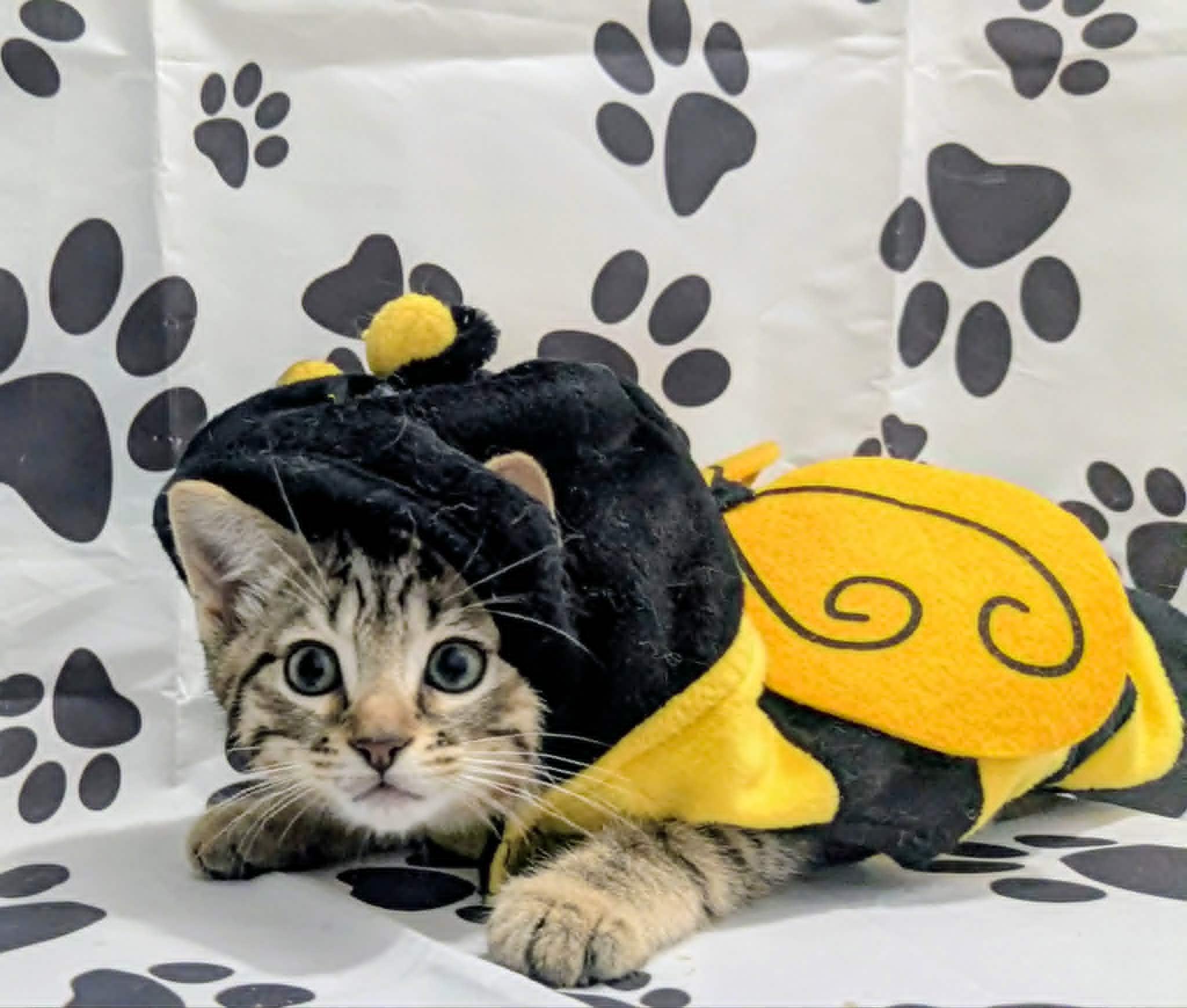 Creek, adopted, Kitten Male Domestic Short Hair.