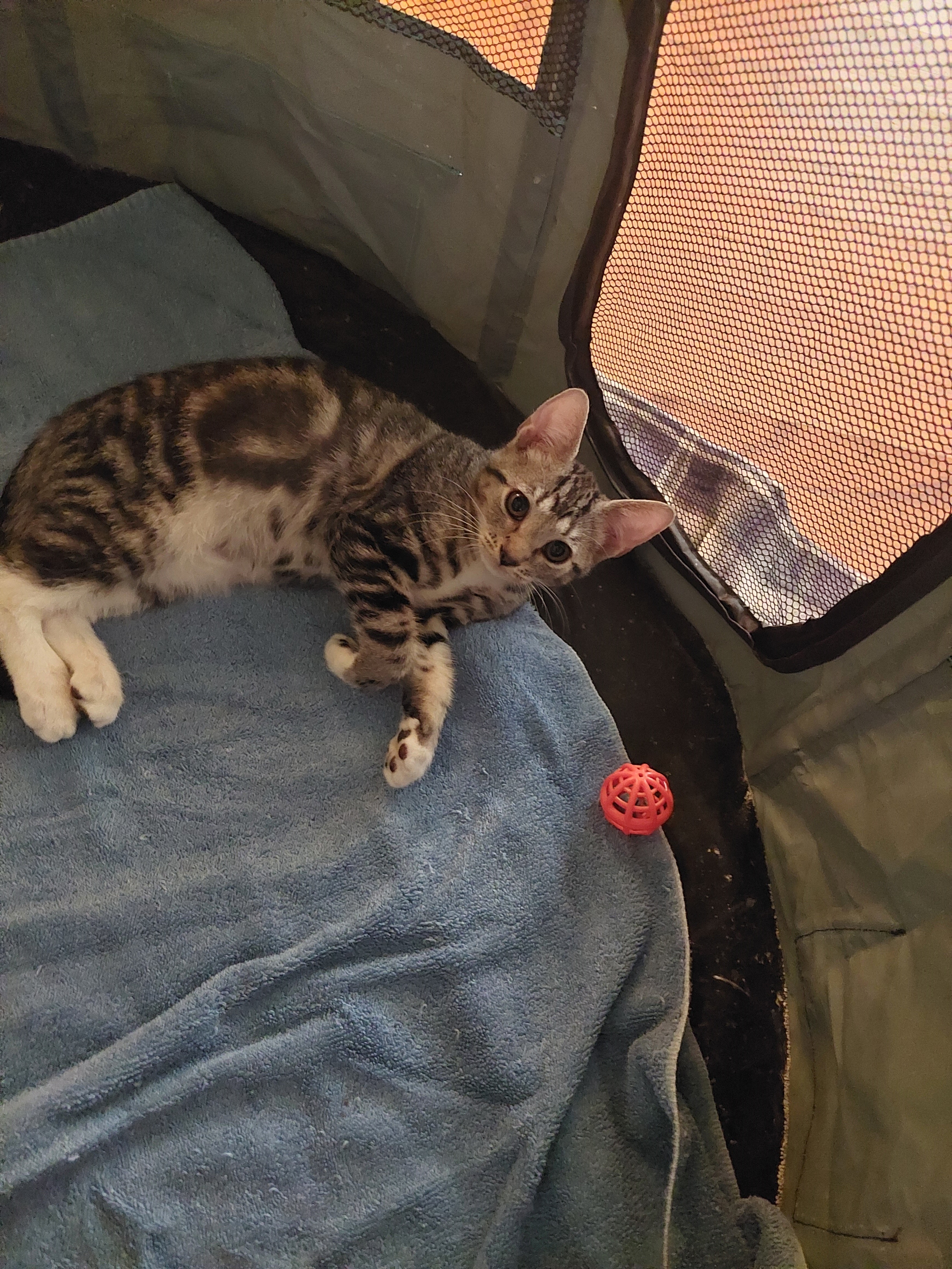 Enlarge Bailey, a Adopted Domestic Short Hair in Greensboro, NC image 1/1