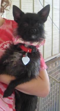 Enlarge Jada, a Adopted mixed breed in Pacolet, SC image 1/1