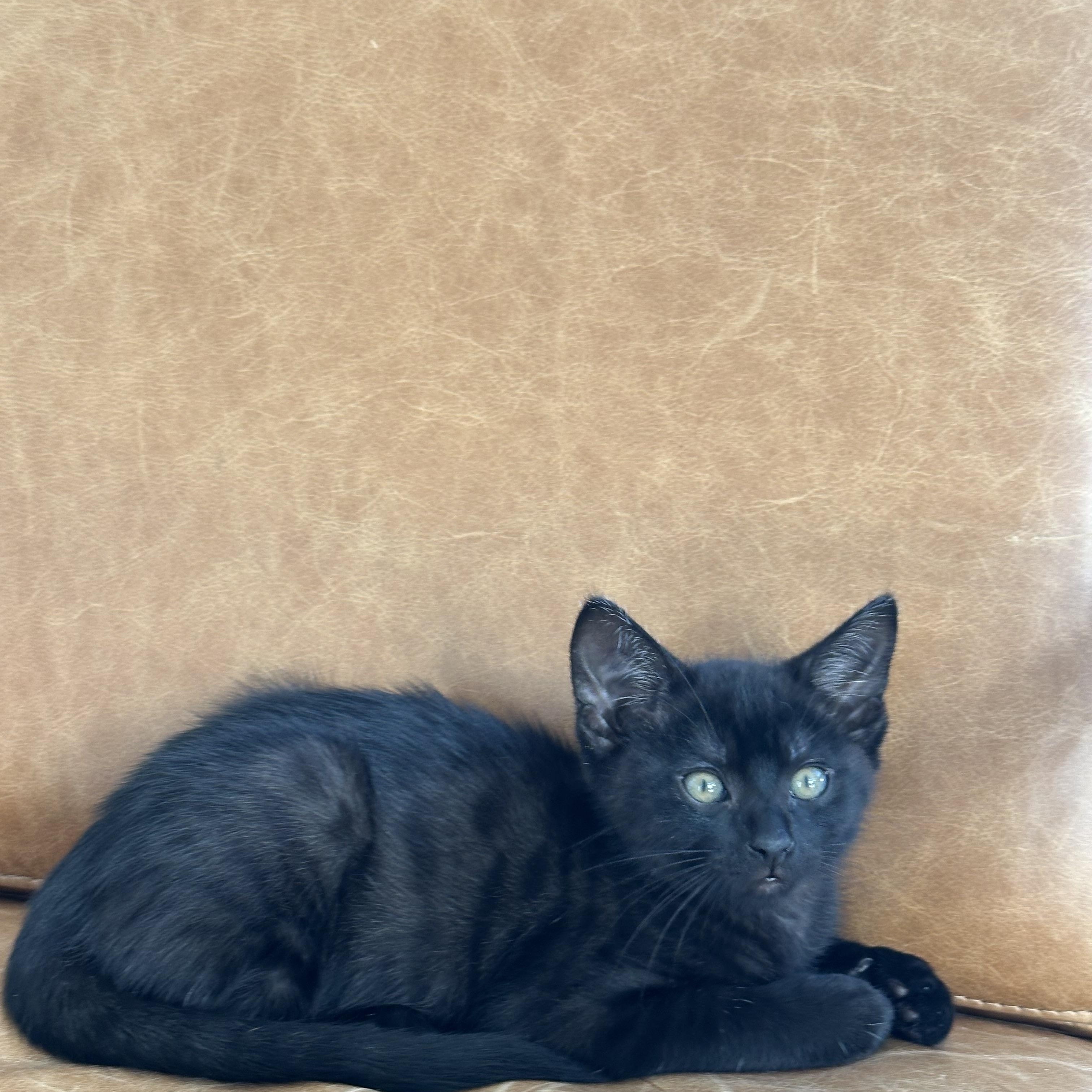 Enlarge Carl & Mango , a ADOPTABLE Domestic Short Hair in Pacific Palisades, CA image 6/6
