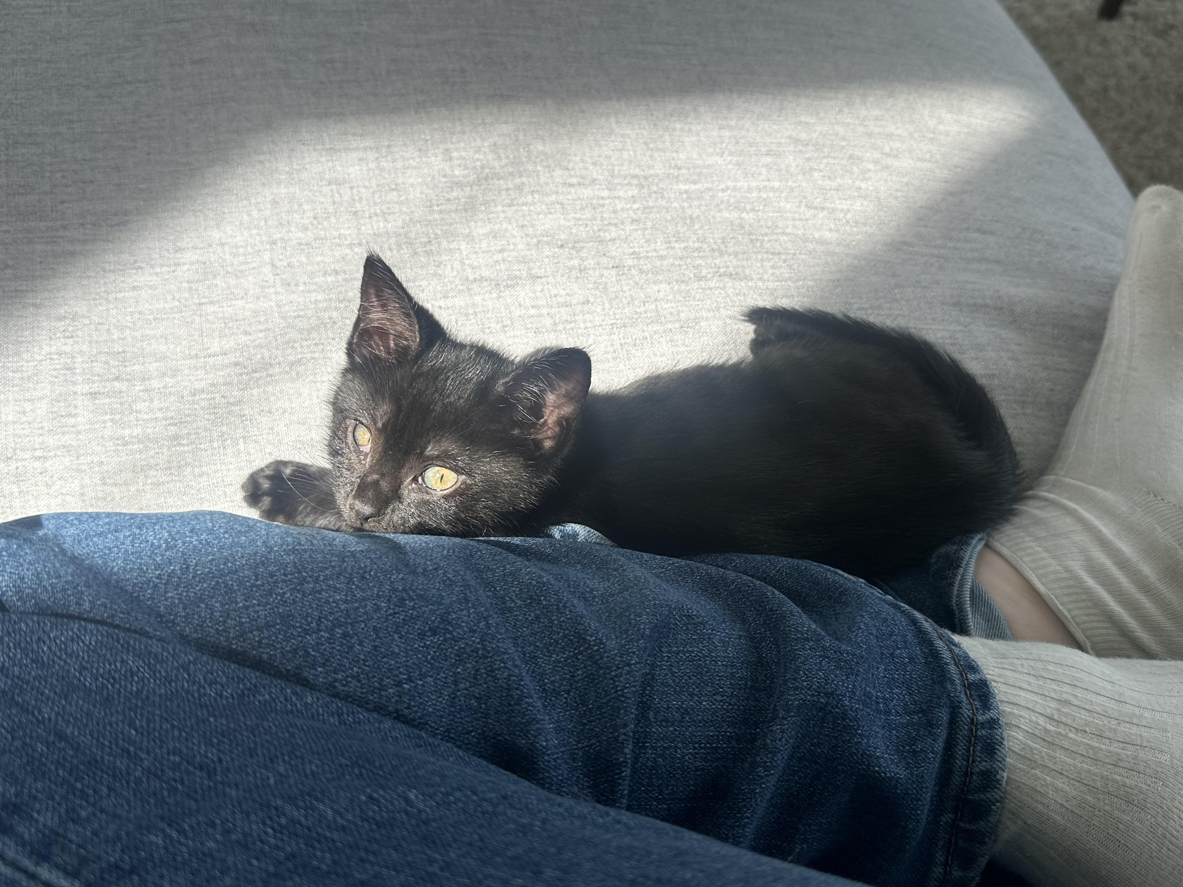 Enlarge Carl & Mango , a ADOPTABLE Domestic Short Hair in Pacific Palisades, CA image 6/6