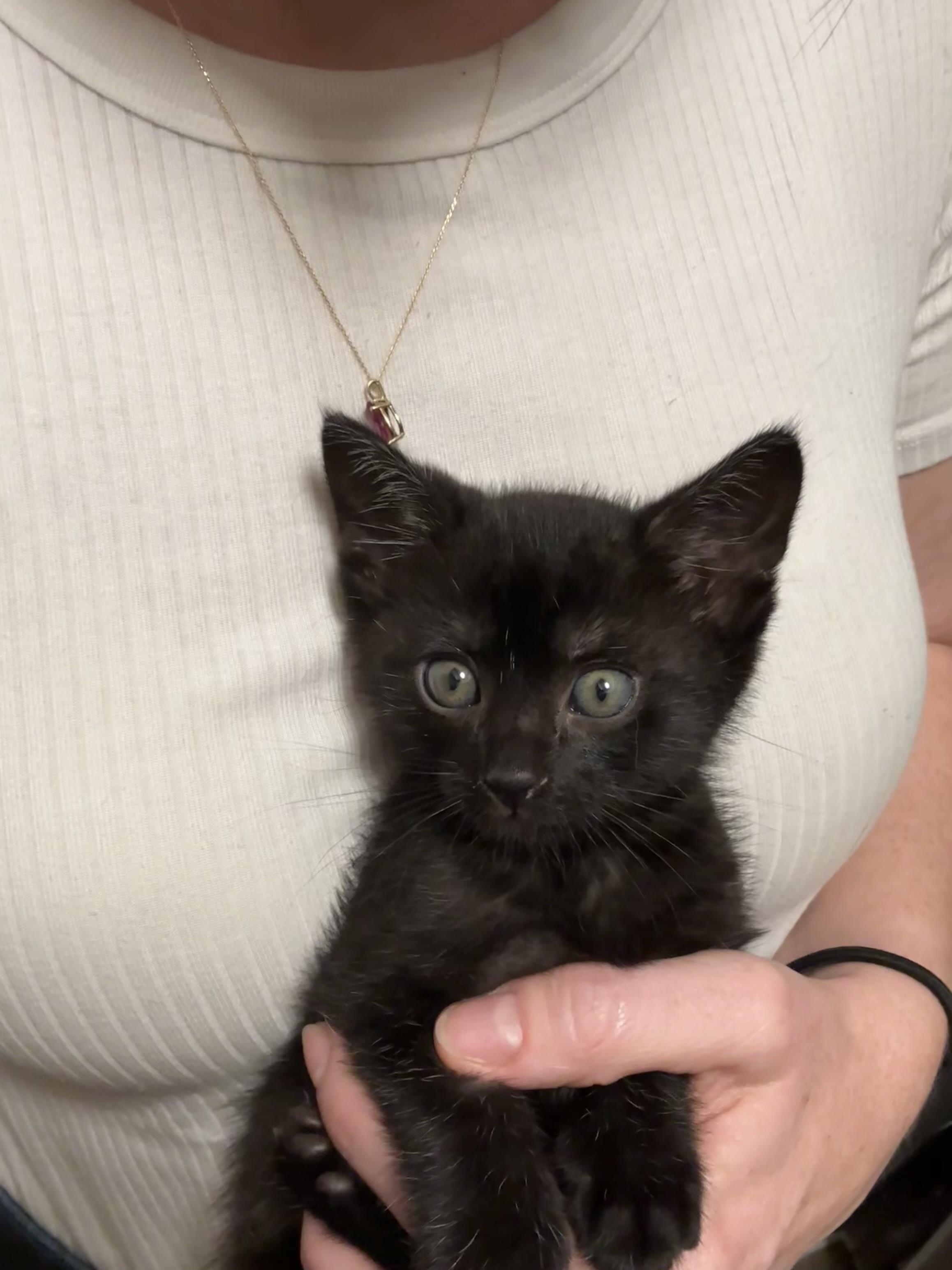 Enlarge Carl & Mango , a ADOPTABLE Domestic Short Hair in Pacific Palisades, CA image 3/6