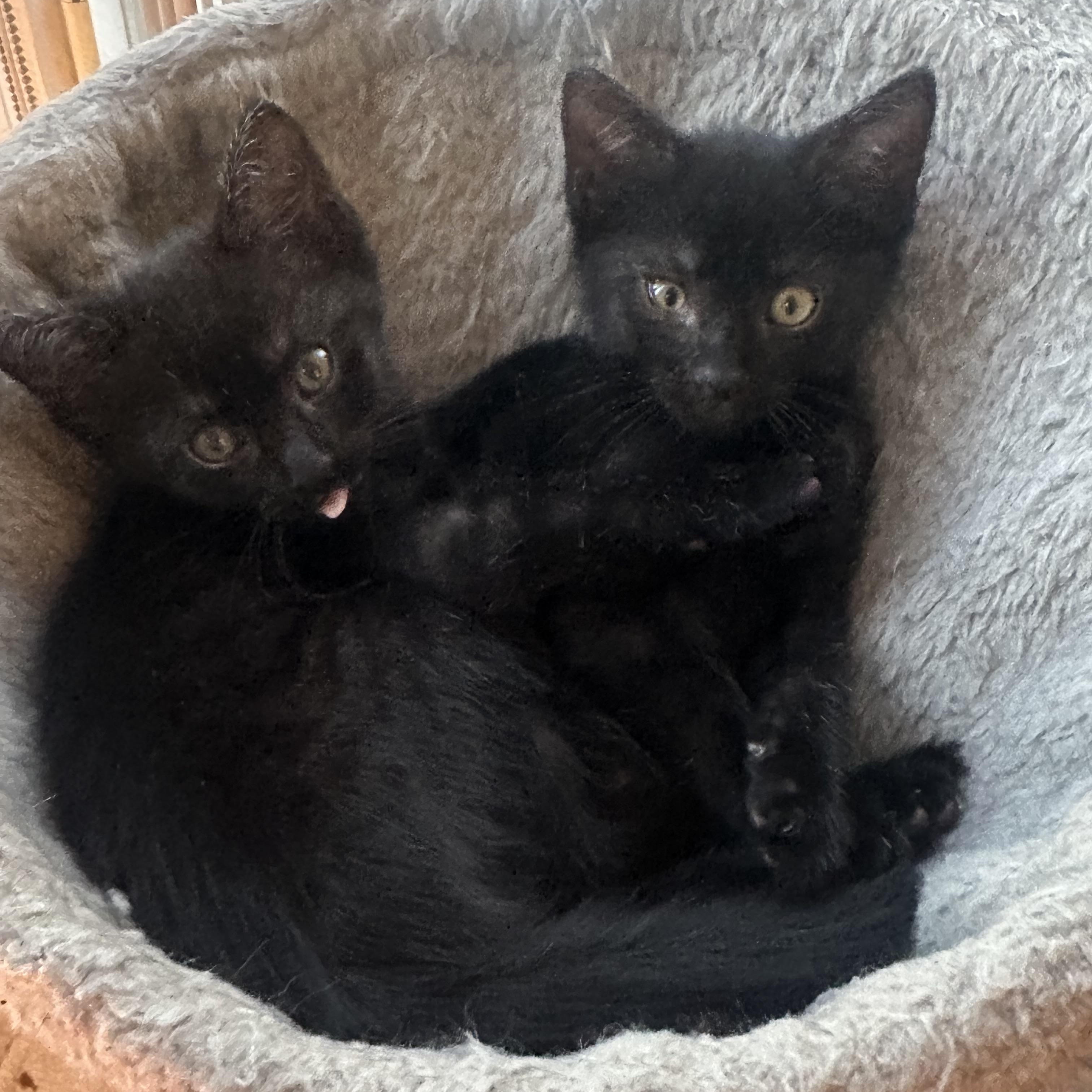 Enlarge Carl & Mango , a ADOPTABLE Domestic Short Hair in Pacific Palisades, CA image 1/6