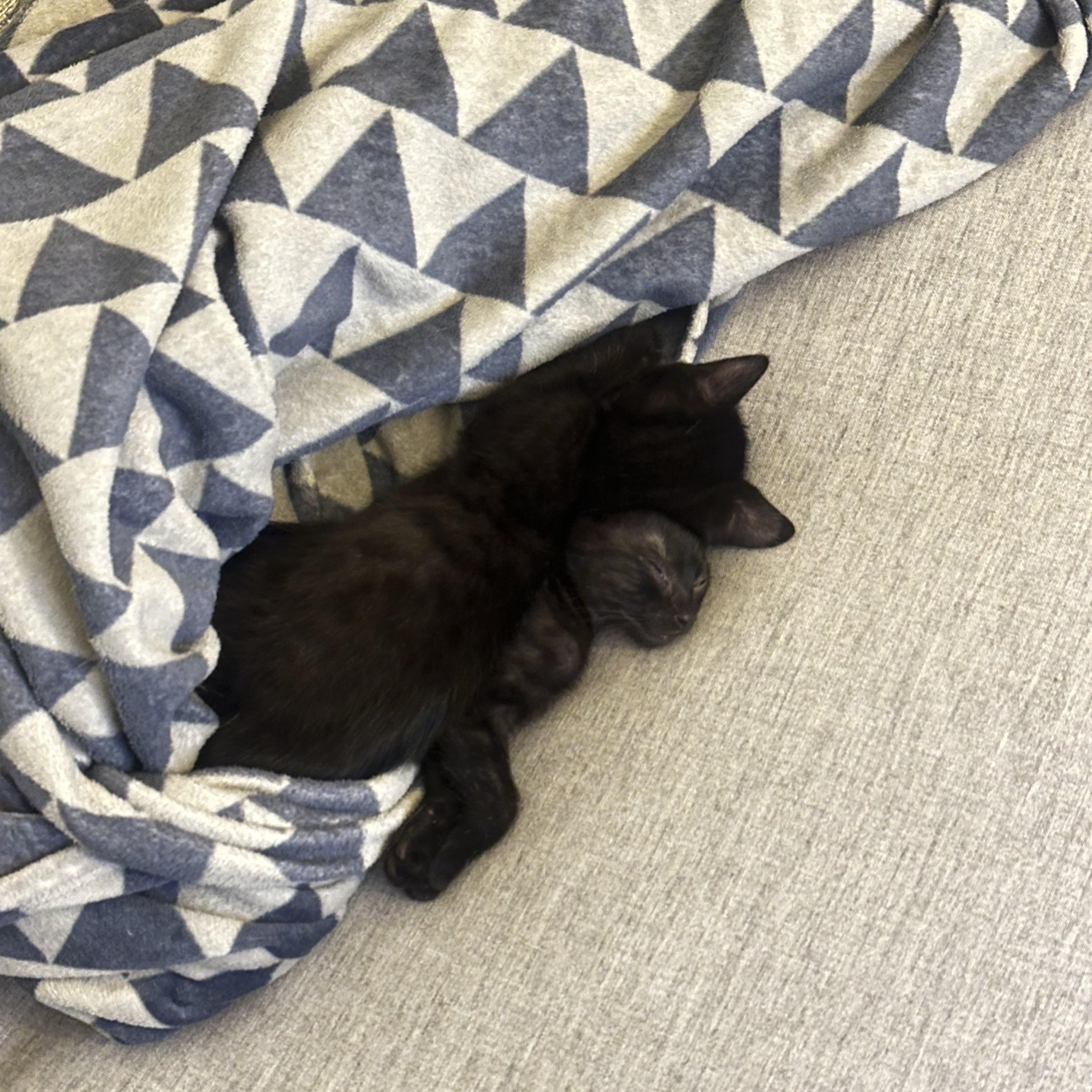 Enlarge Carl & Mango , a ADOPTABLE Domestic Short Hair in Pacific Palisades, CA image 4/6