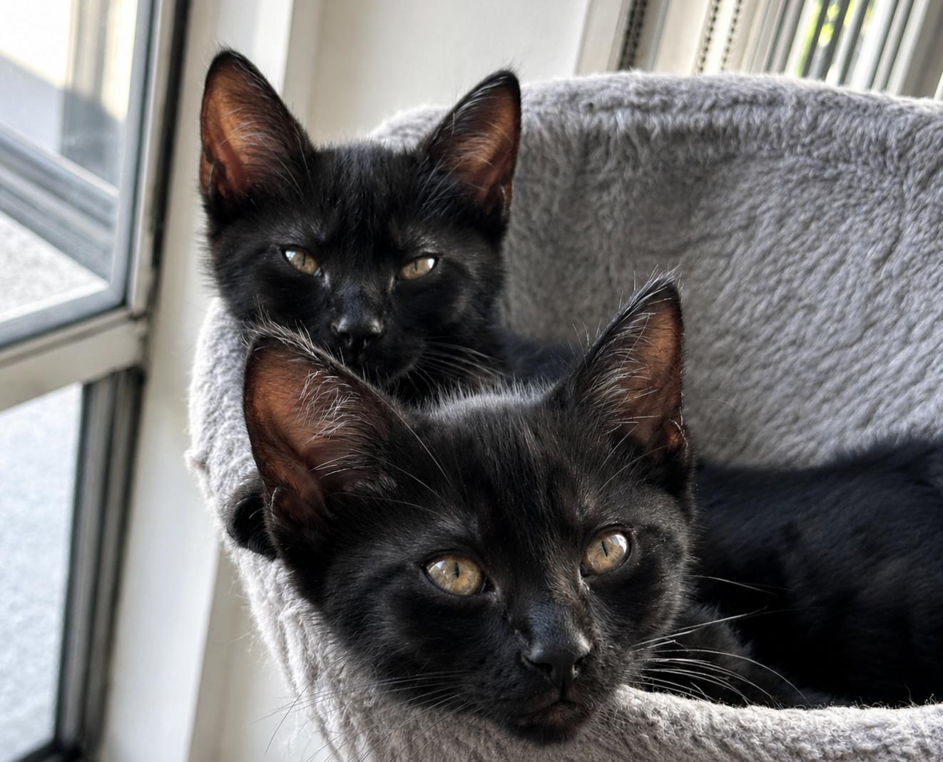 Enlarge Carl & Mango , a ADOPTABLE Domestic Short Hair in Pacific Palisades, CA image 2/6