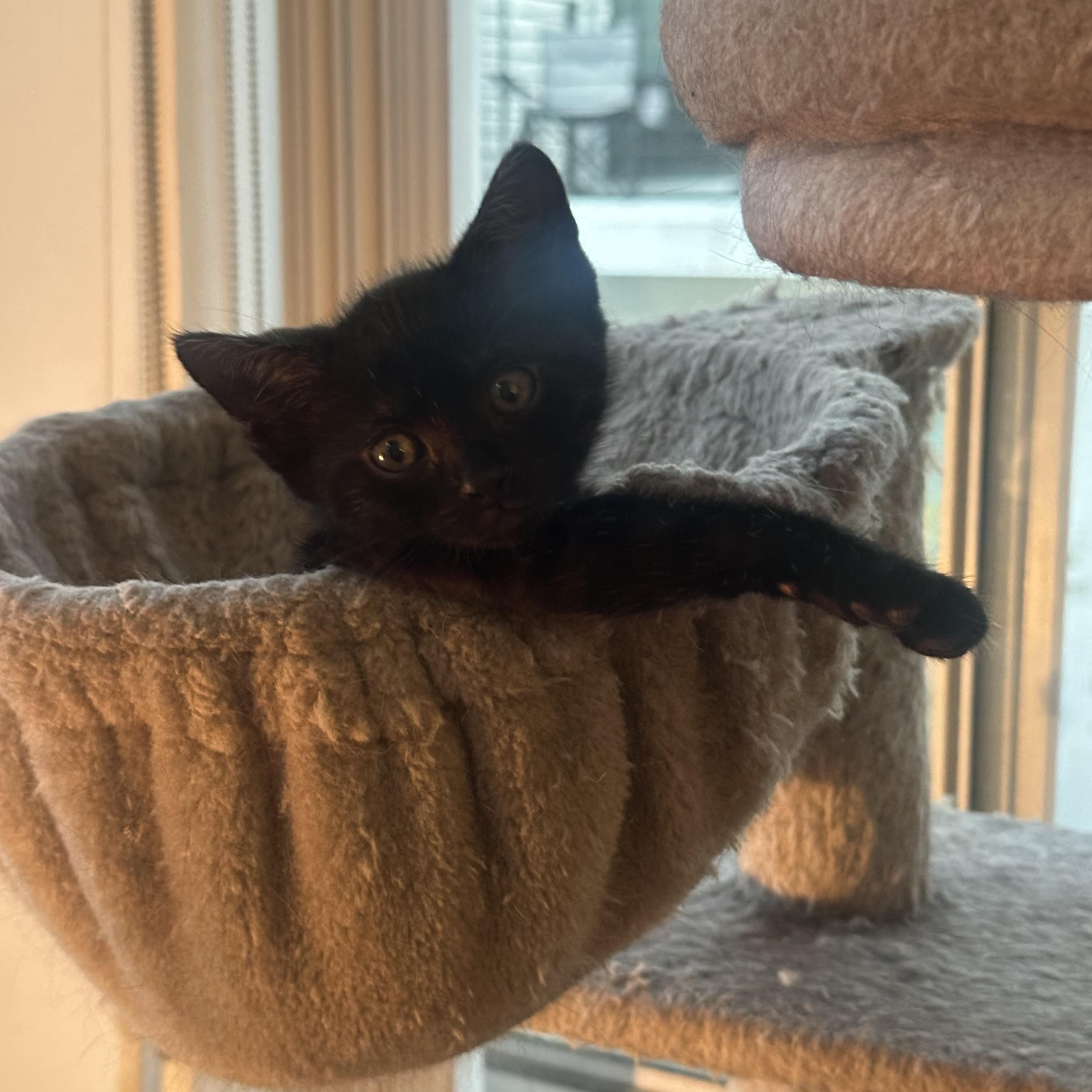 Enlarge Carl & Mango , a ADOPTABLE Domestic Short Hair in Pacific Palisades, CA image 2/6