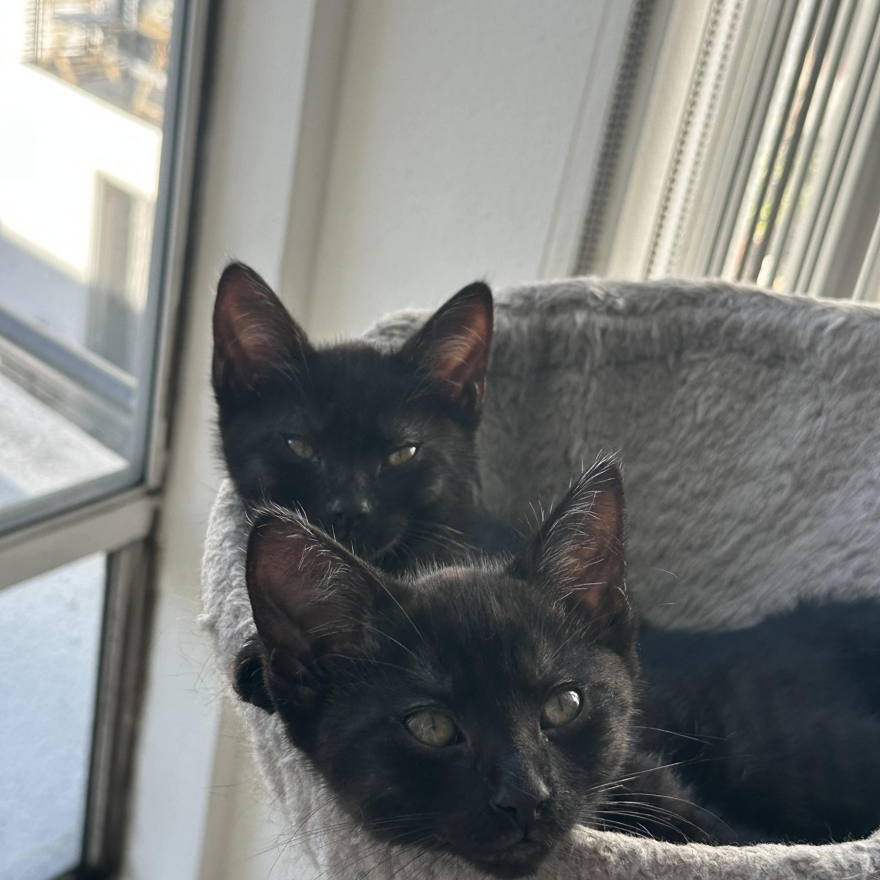 Enlarge Carl & Mango , a ADOPTABLE Domestic Short Hair in Pacific Palisades, CA image 5/6