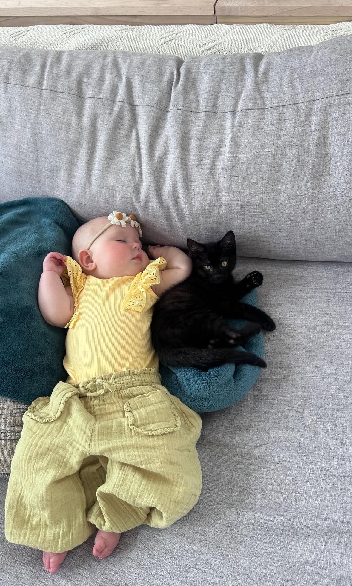 Enlarge Carl & Mango , a ADOPTABLE Domestic Short Hair in Pacific Palisades, CA image 1/6