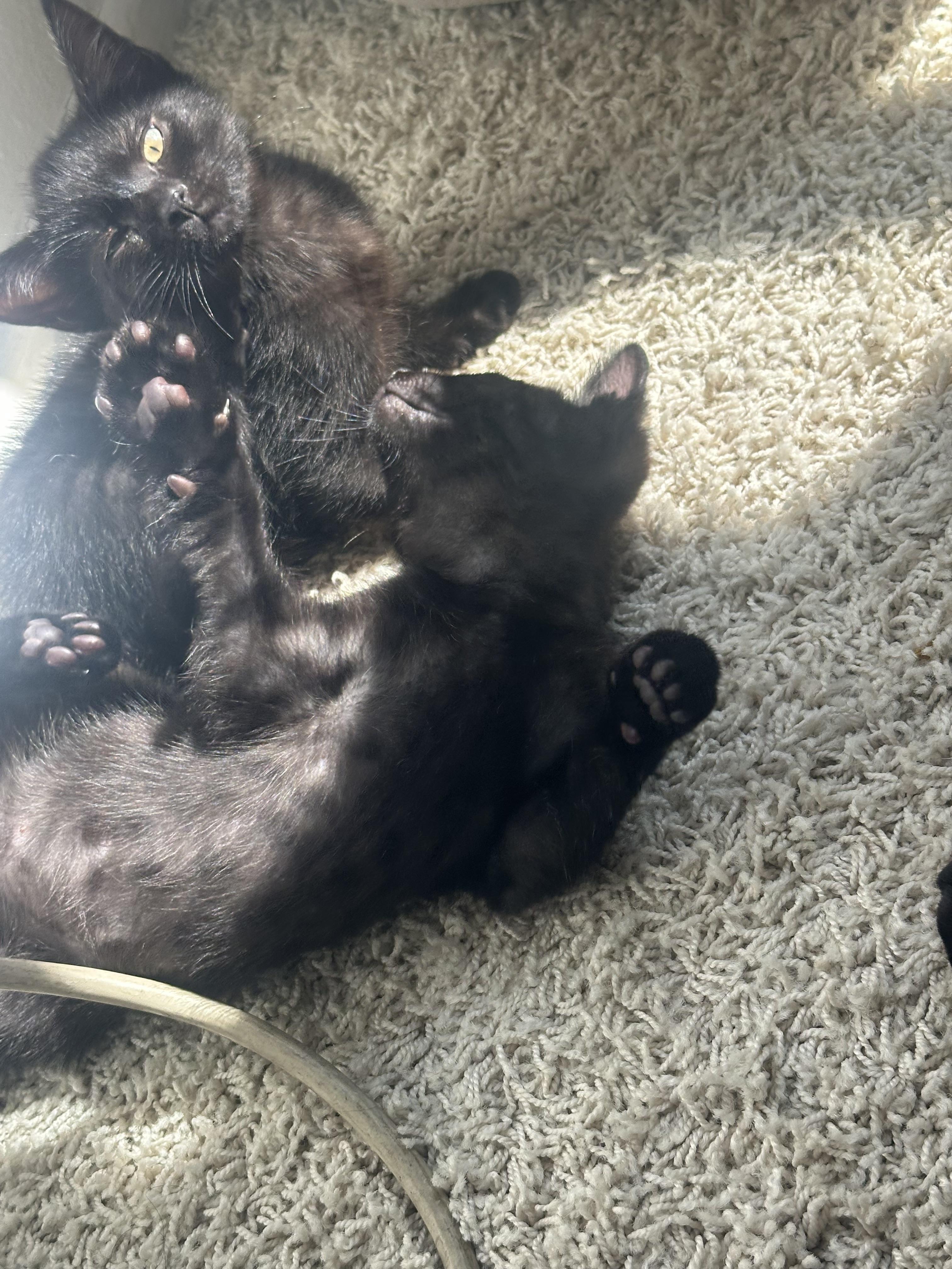 Enlarge Carl & Mango , a ADOPTABLE Domestic Short Hair in Pacific Palisades, CA image 5/6