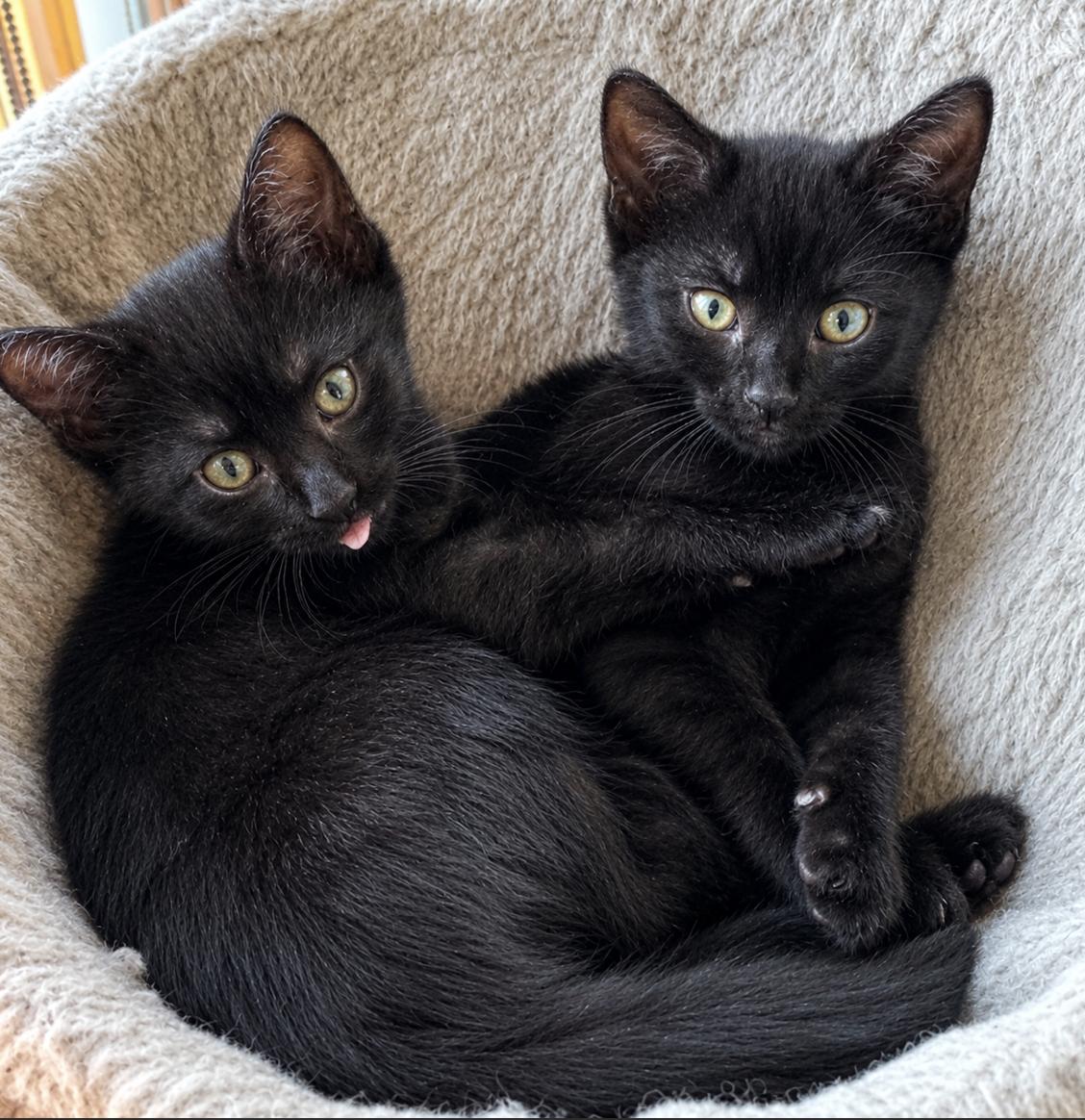 Carl & Mango , ADOPTABLE, Kitten Male Domestic Short Hair.