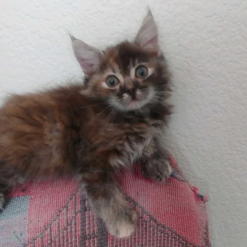 Fernanda (YB (JV-K), an adoptable Tortoiseshell in Woodland Hills, CA_image-1