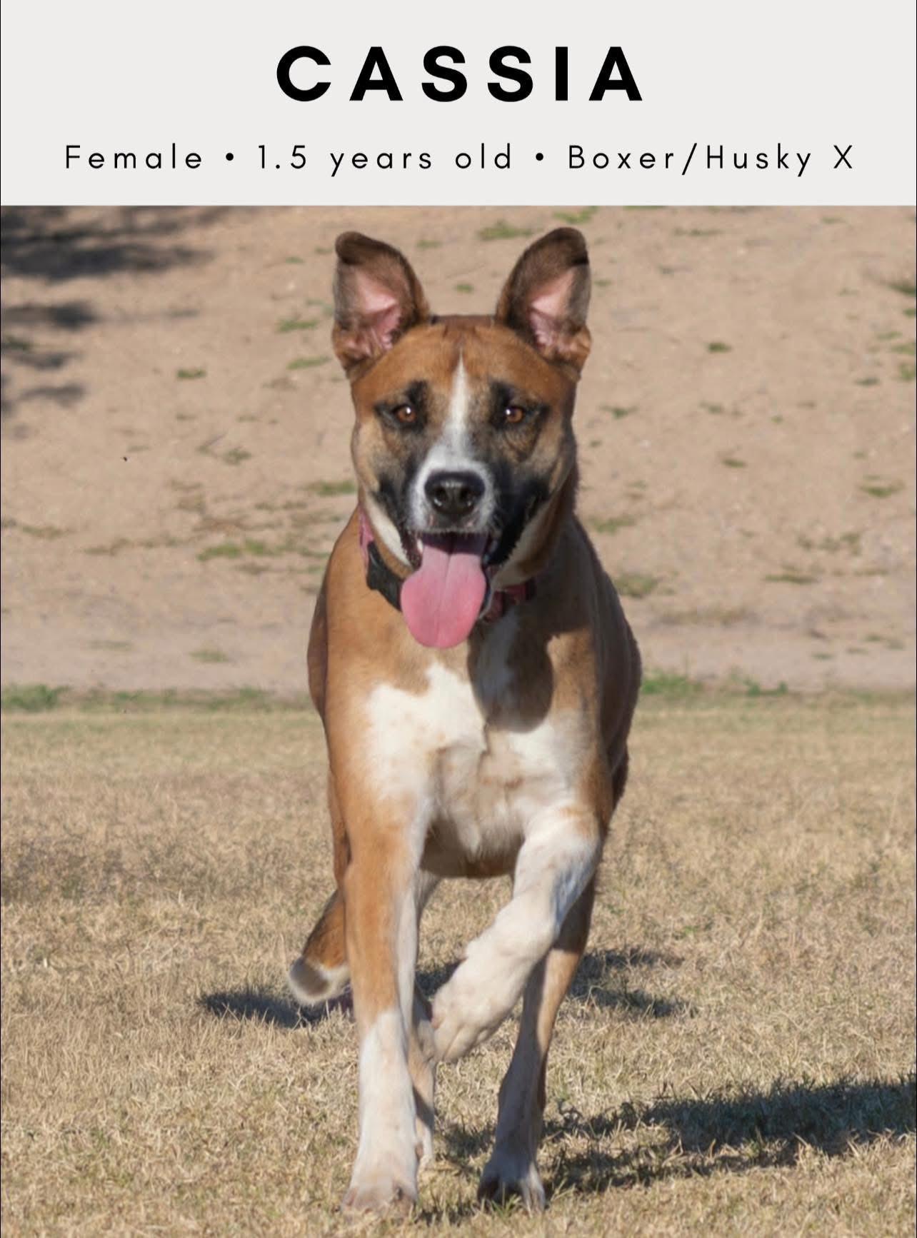 Cassia, a Adoptable mixed breed in Tucson, AZ image 1/4