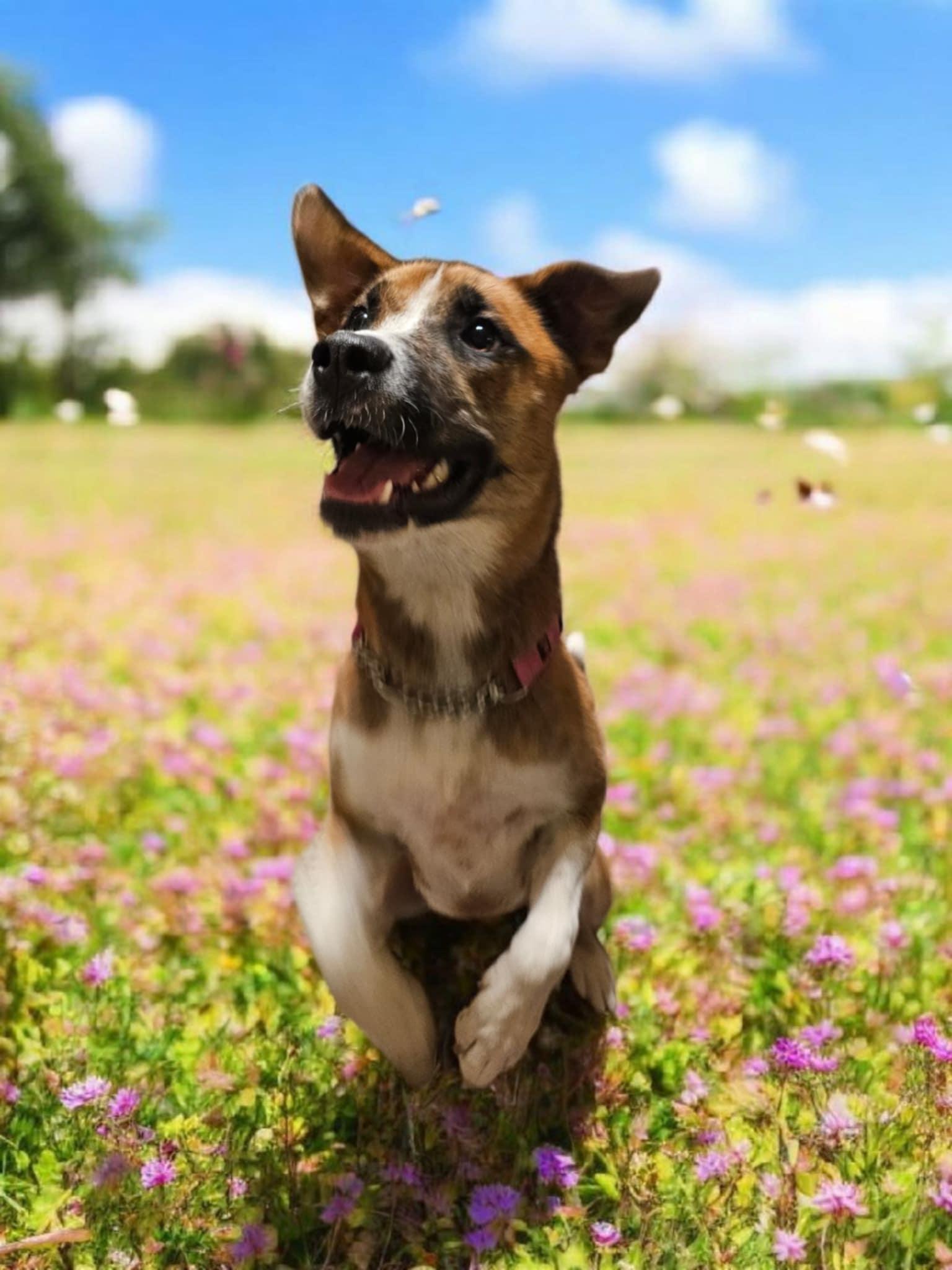 Cassia, Adoptable, Young Female Boxer & Siberian Husky.