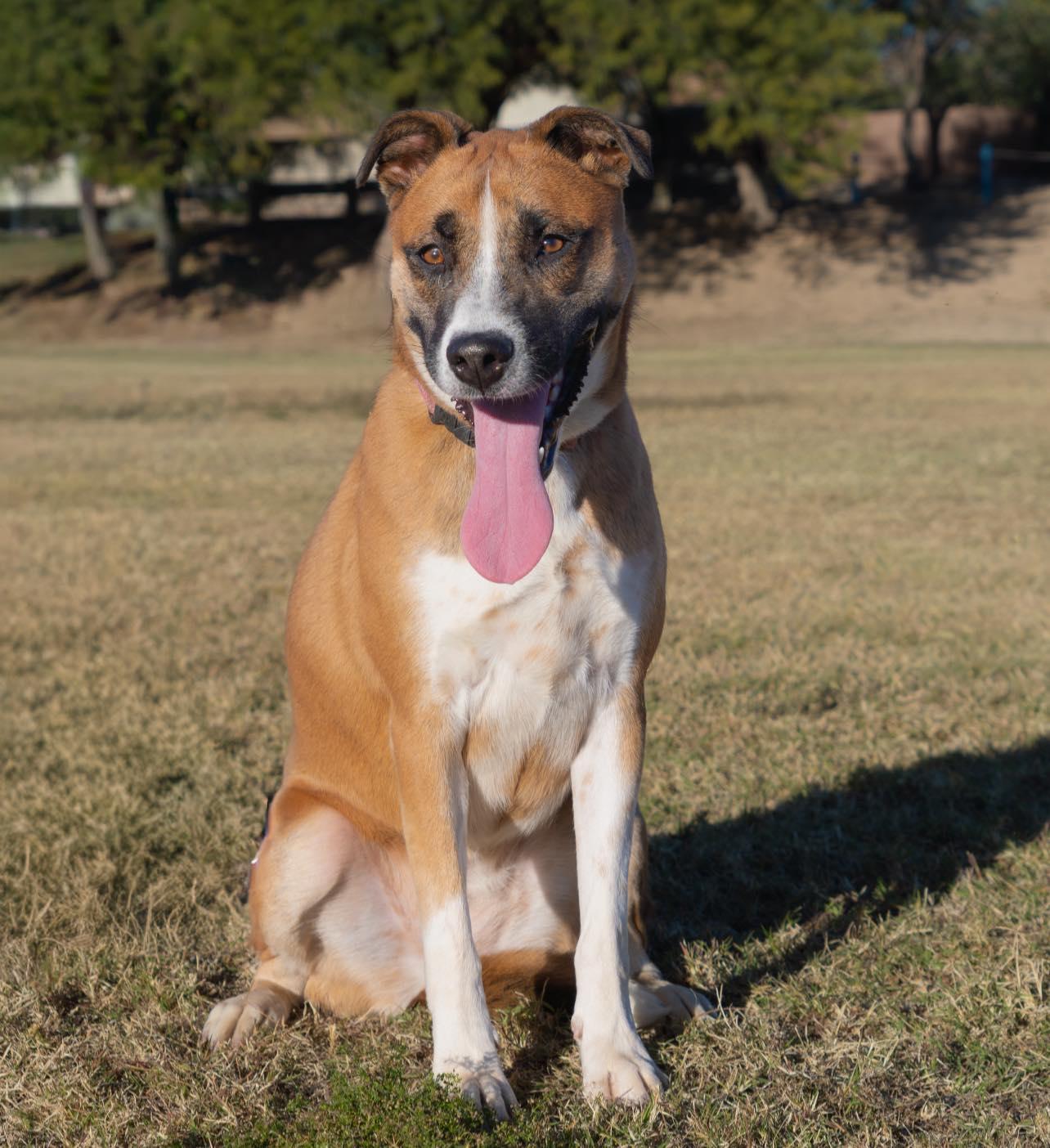 Cassia, a Adoptable mixed breed in Tucson, AZ image 2/4
