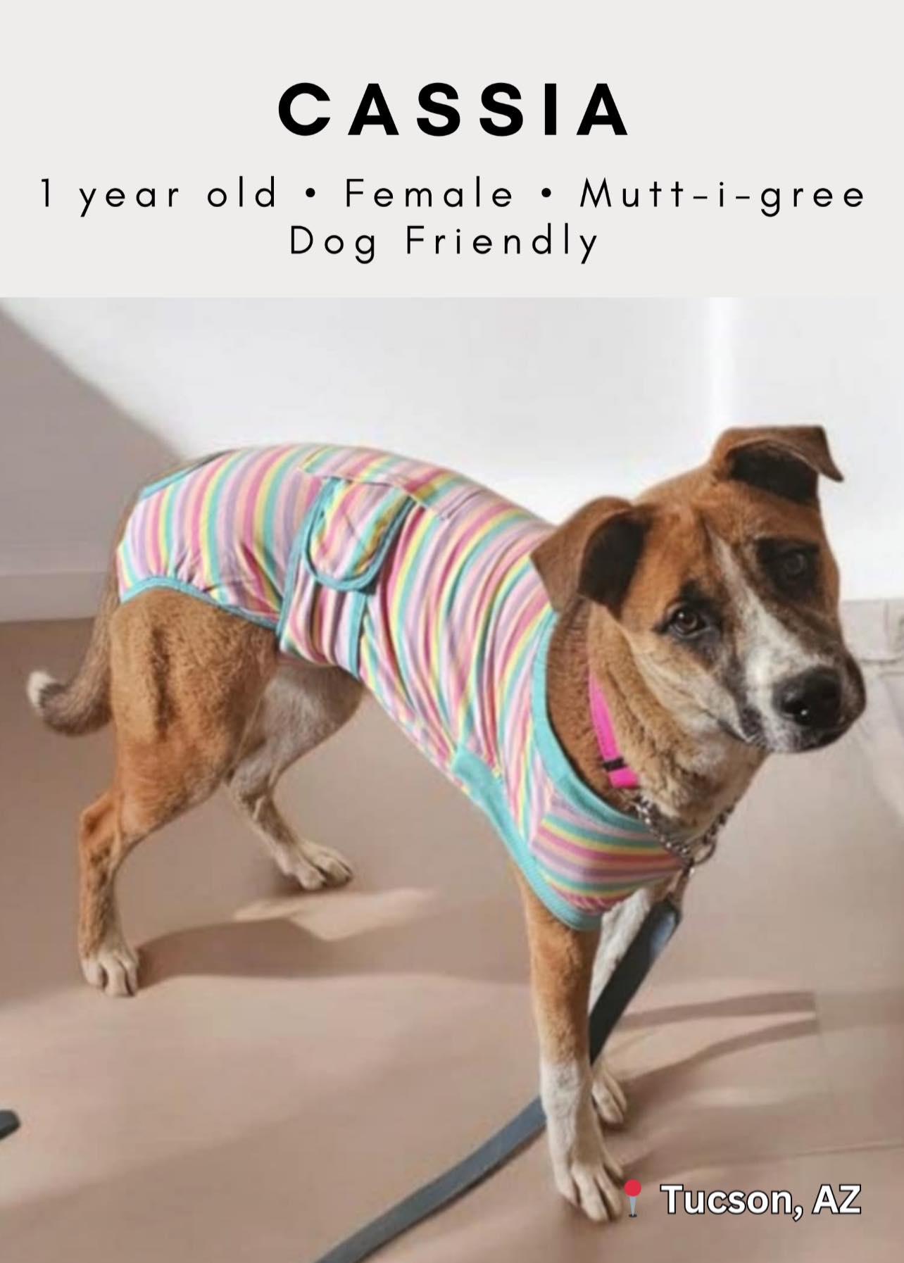 Cassia, a Adoptable mixed breed in Tucson, AZ image 3/3