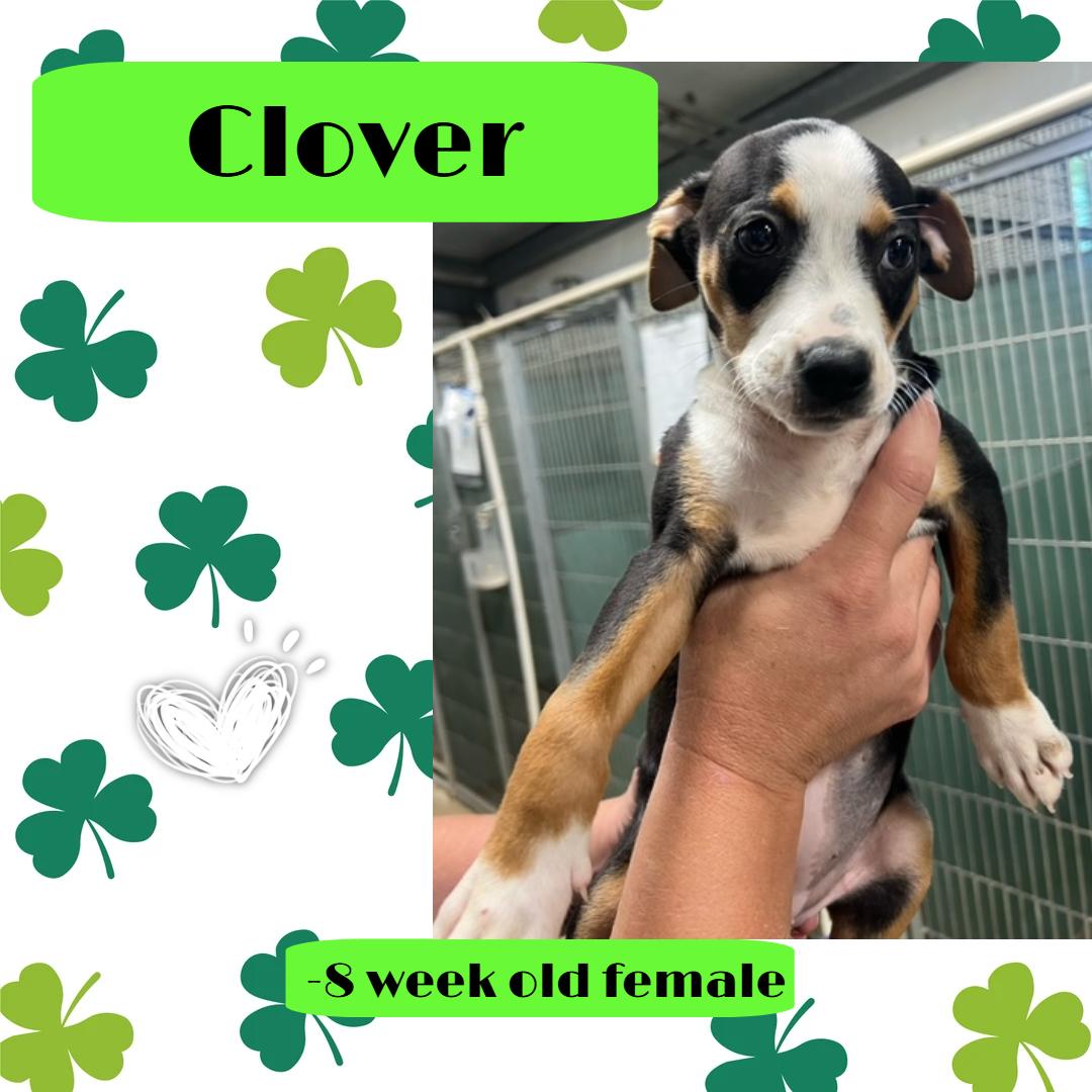 Clover