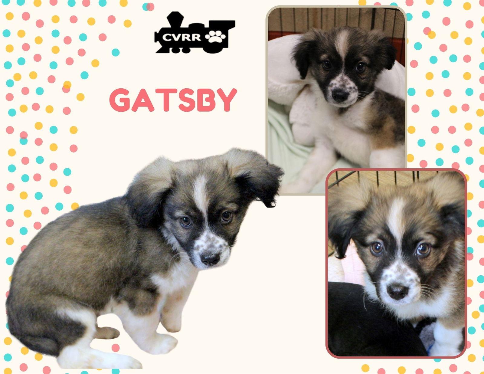 Gatsby (Puppy), Adopted, Puppy Male Spaniel & Terrier.