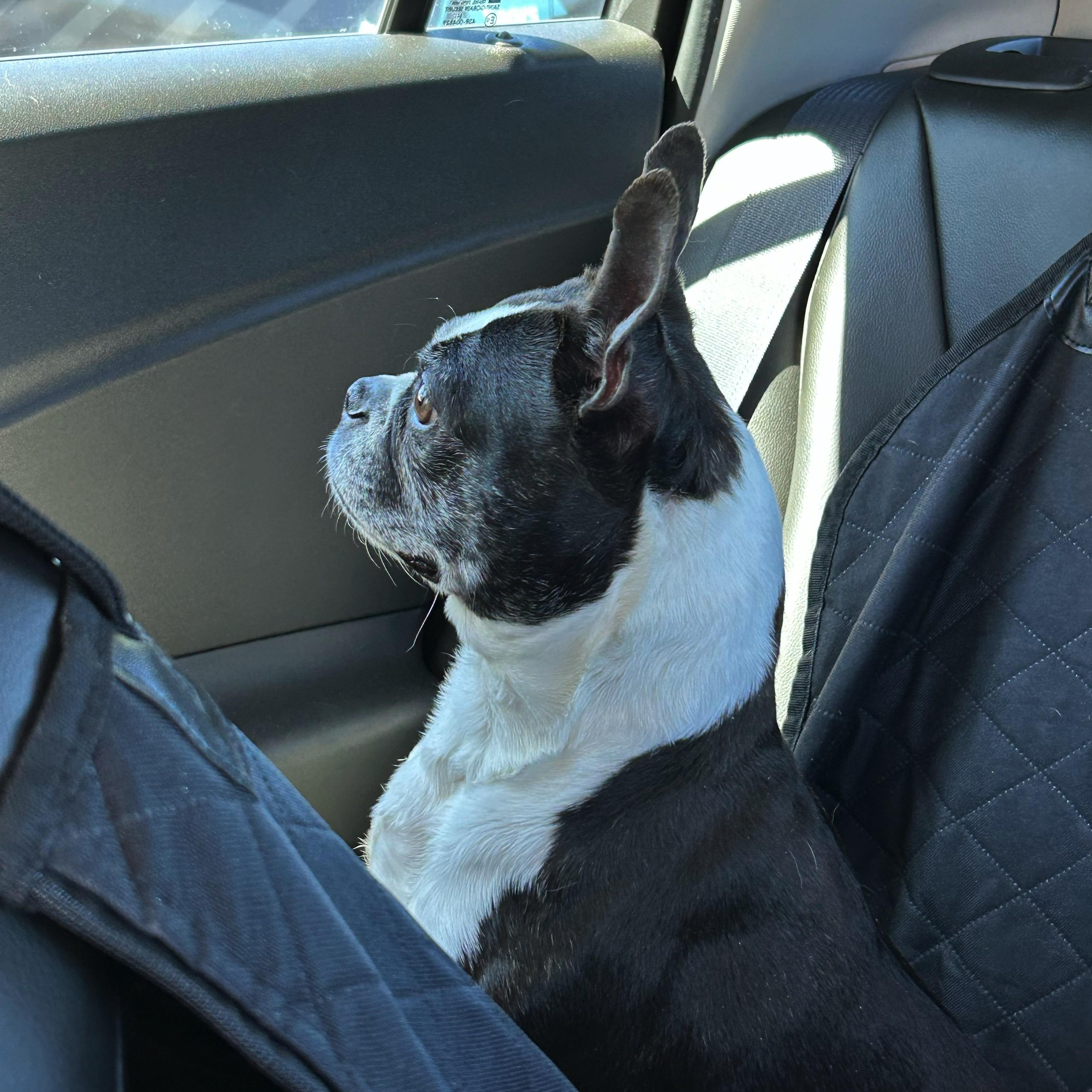 Enlarge Luna - Pending, a ADOPTABLE Boston Terrier in Salt Lake City, UT image 2/6