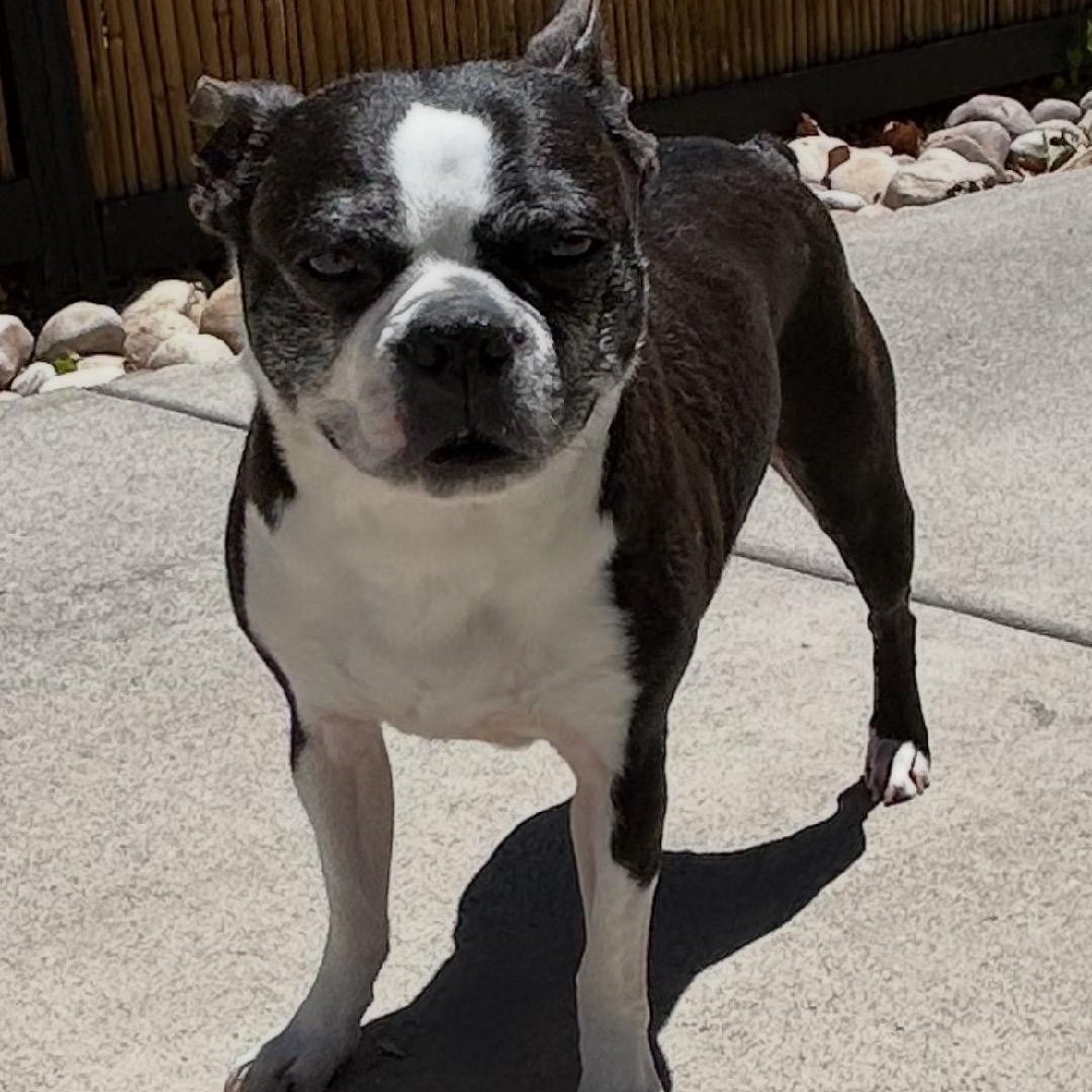Enlarge Luna - Pending, a ADOPTABLE Boston Terrier in Salt Lake City, UT image 4/6