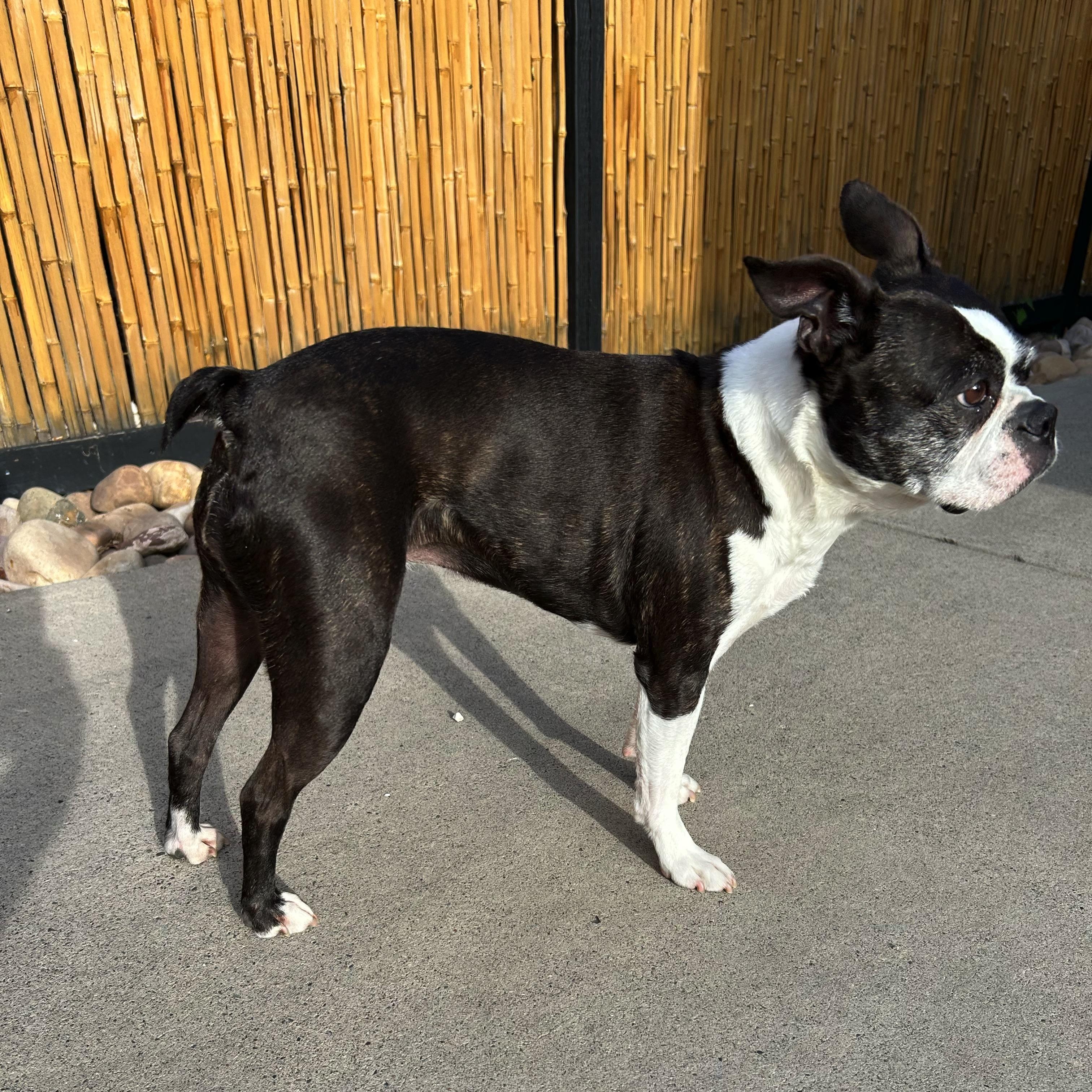 Enlarge Luna - Pending, a ADOPTABLE Boston Terrier in Salt Lake City, UT image 6/6