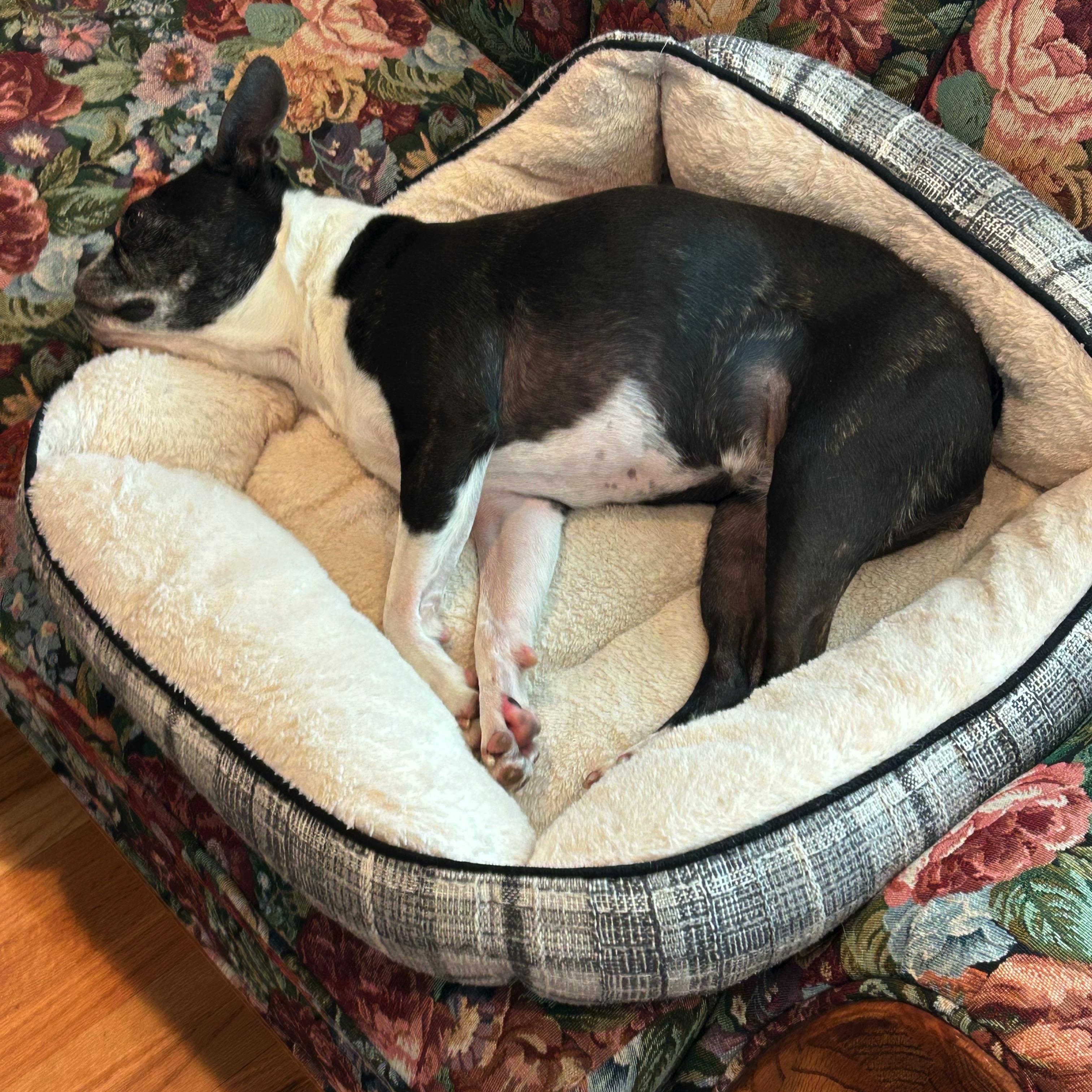 Enlarge Luna - Pending, a ADOPTABLE Boston Terrier in Salt Lake City, UT image 5/6