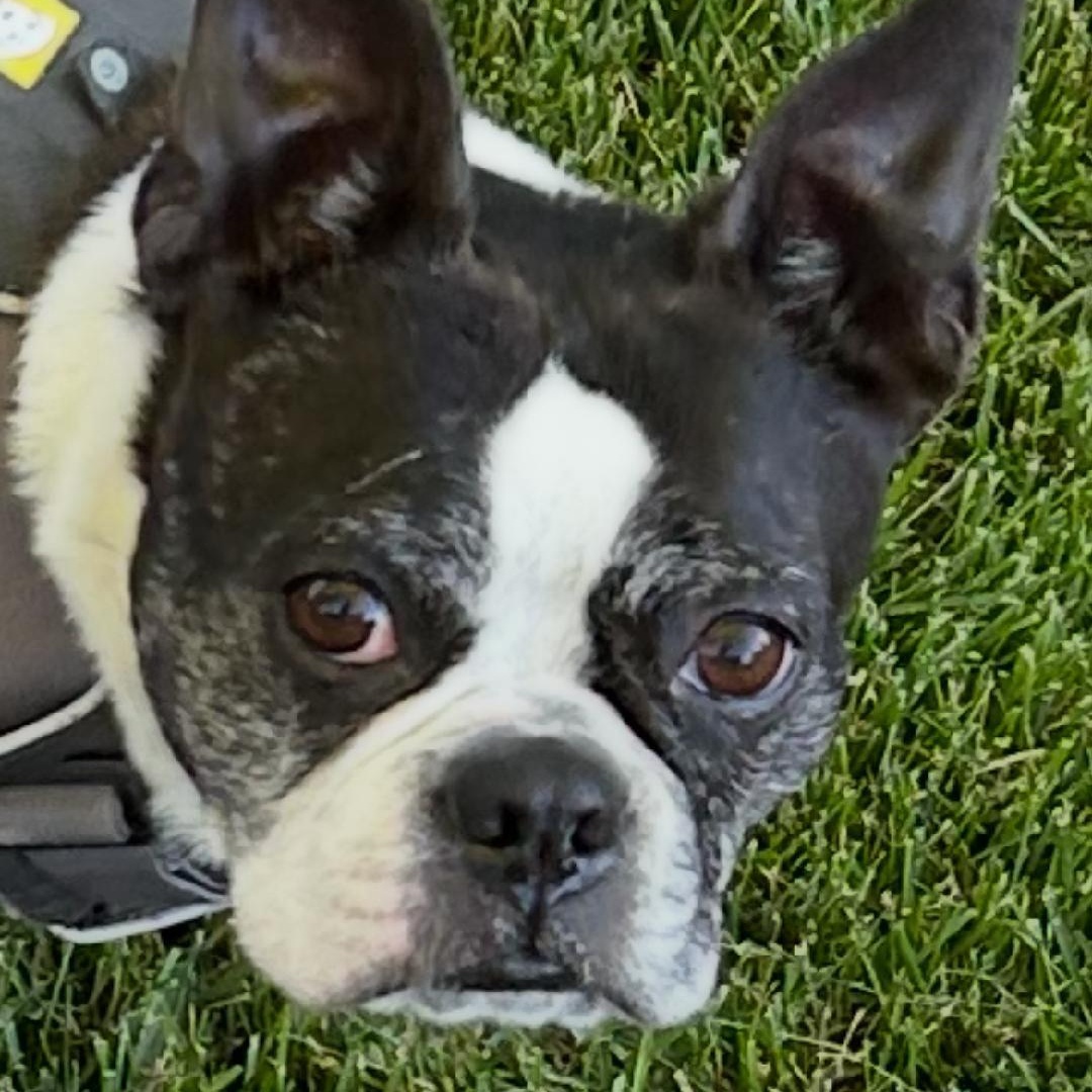 Enlarge Luna - Pending, a ADOPTABLE Boston Terrier in Salt Lake City, UT image 3/6