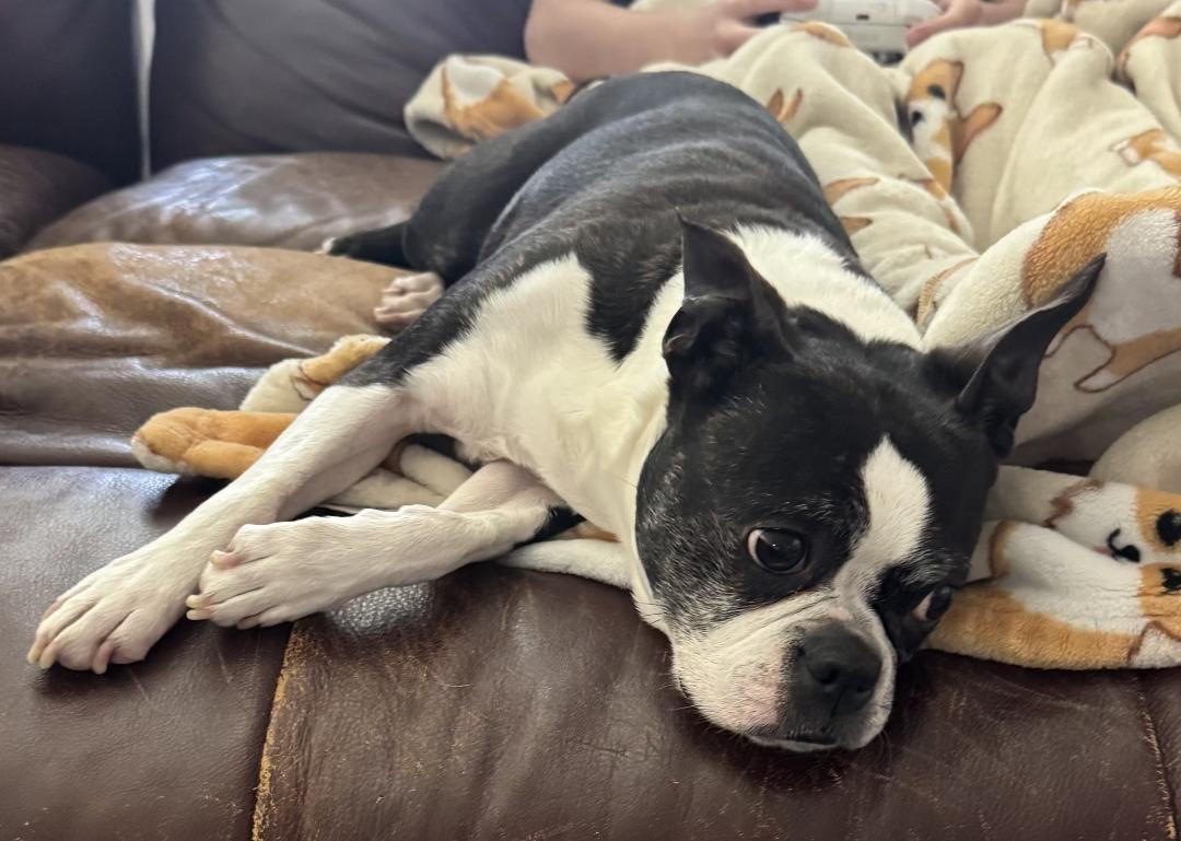 Enlarge Luna - Pending, a ADOPTABLE Boston Terrier in Salt Lake City, UT image 1/6