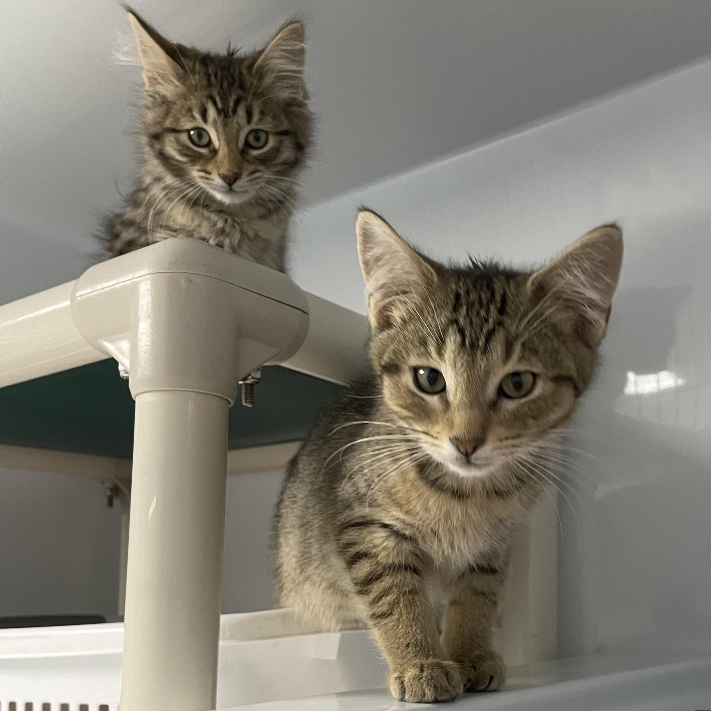 Bonded Brothers Bernard And thumbnail 2