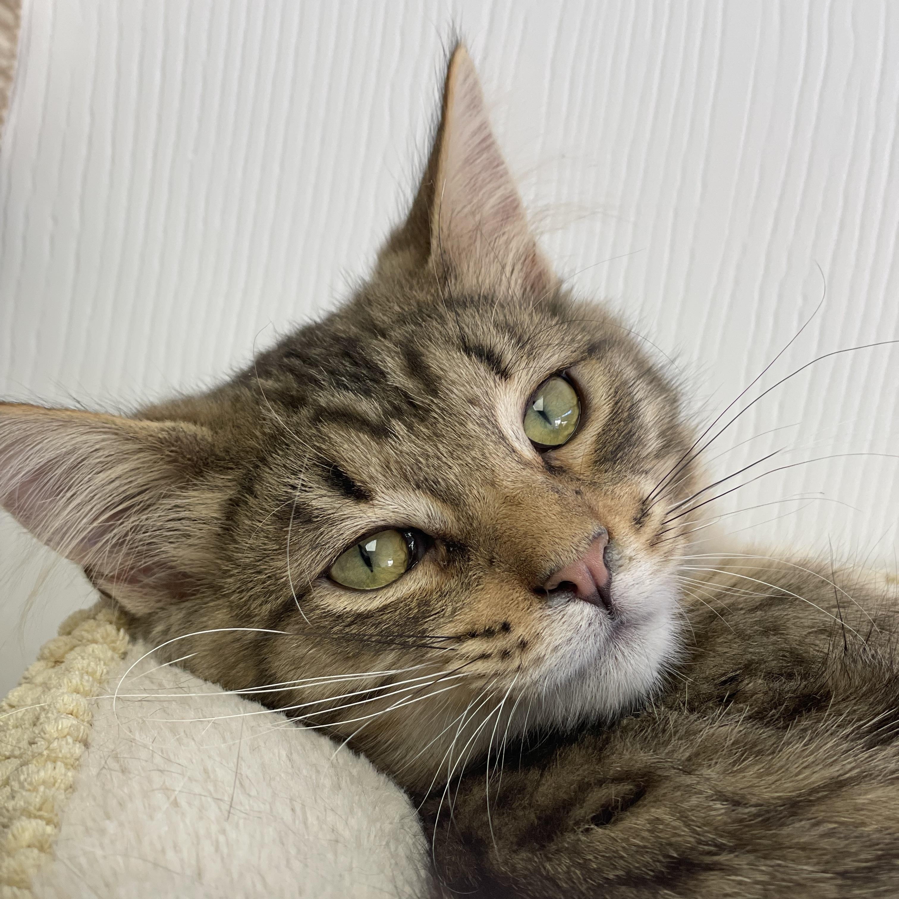 Bonded Brothers Bernard And thumbnail 3