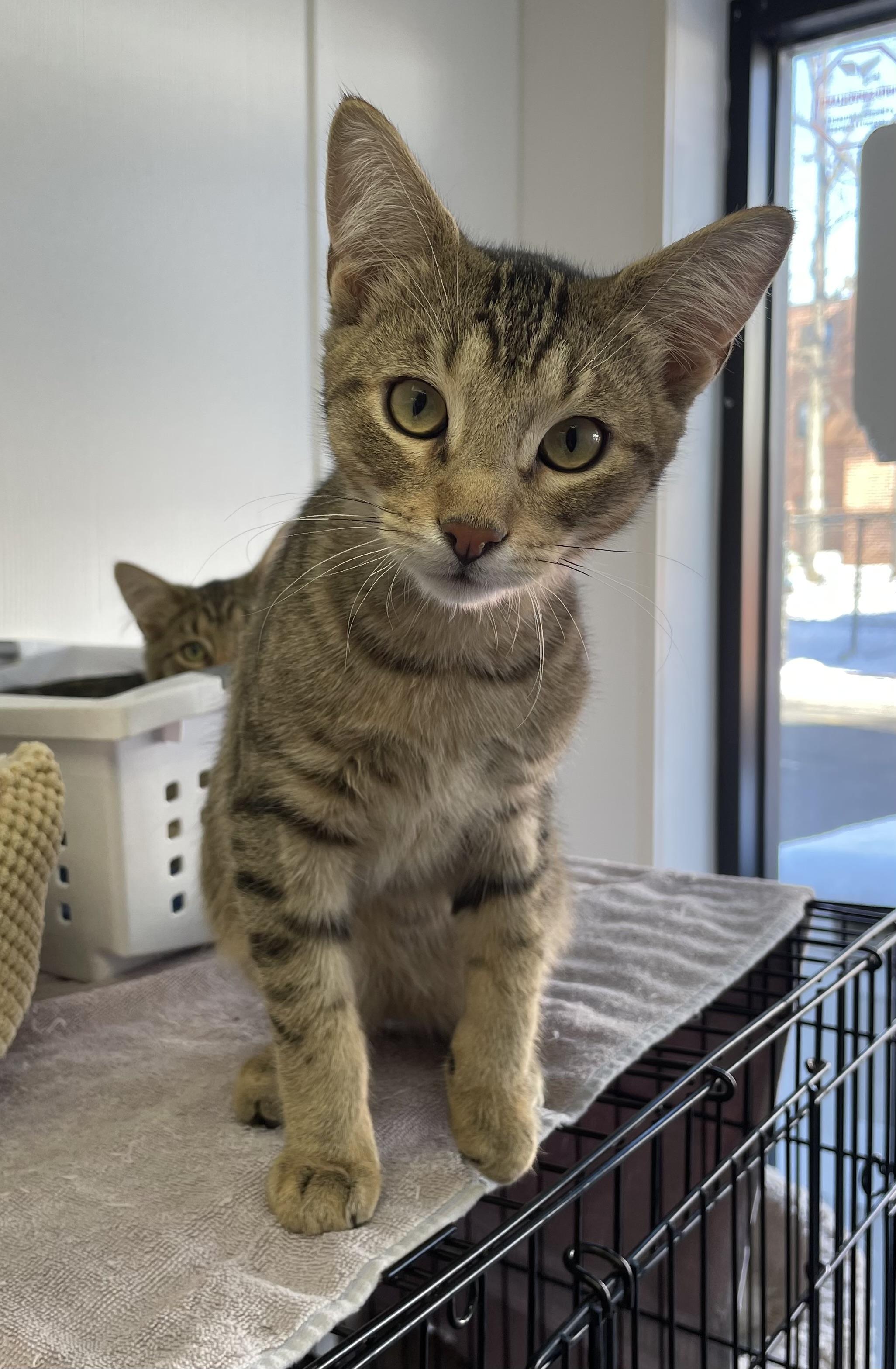 Bonded Brothers Bernard And thumbnail 4